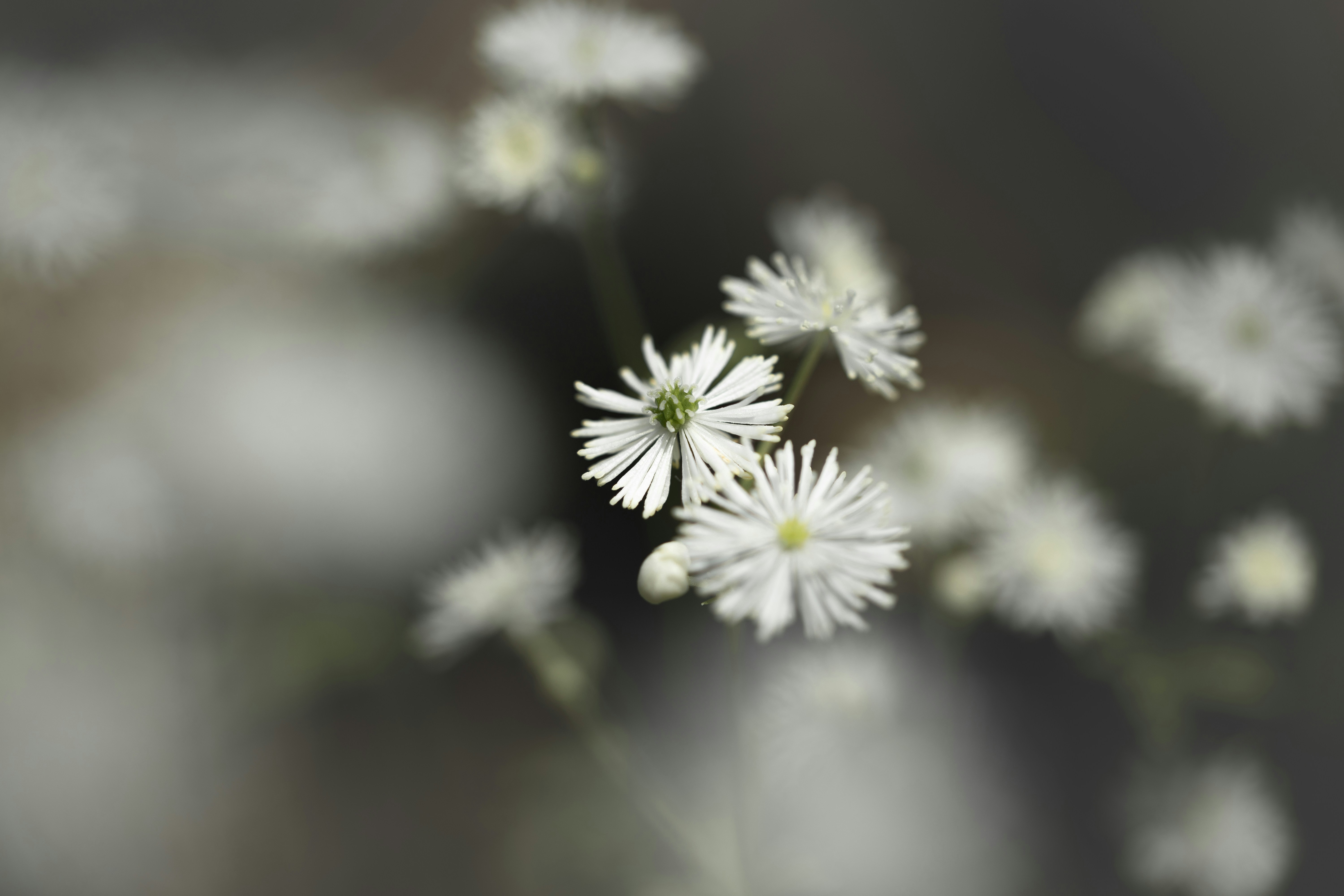 Photo by kamekichi_photos