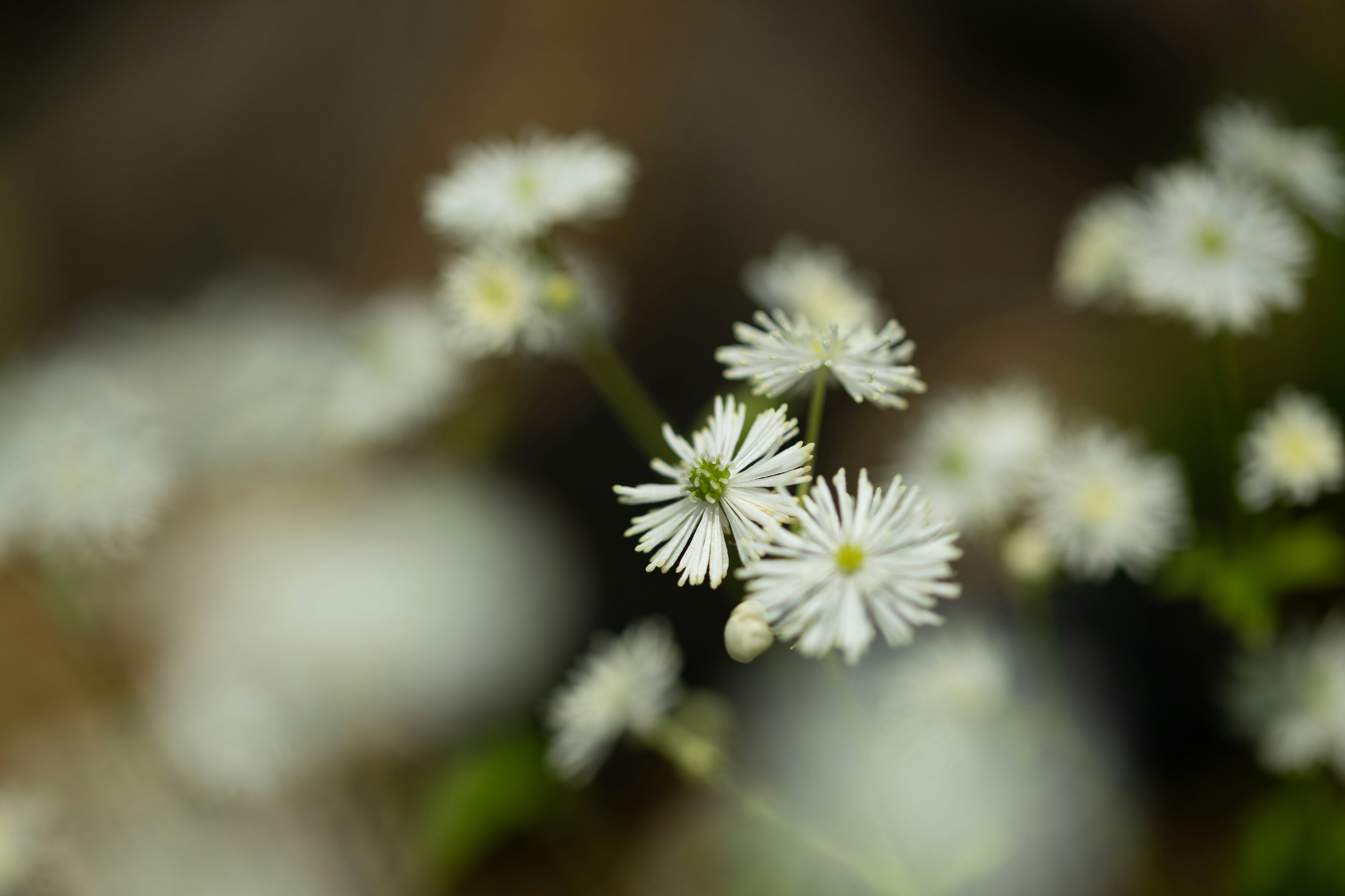 Photo by kamekichi_photos