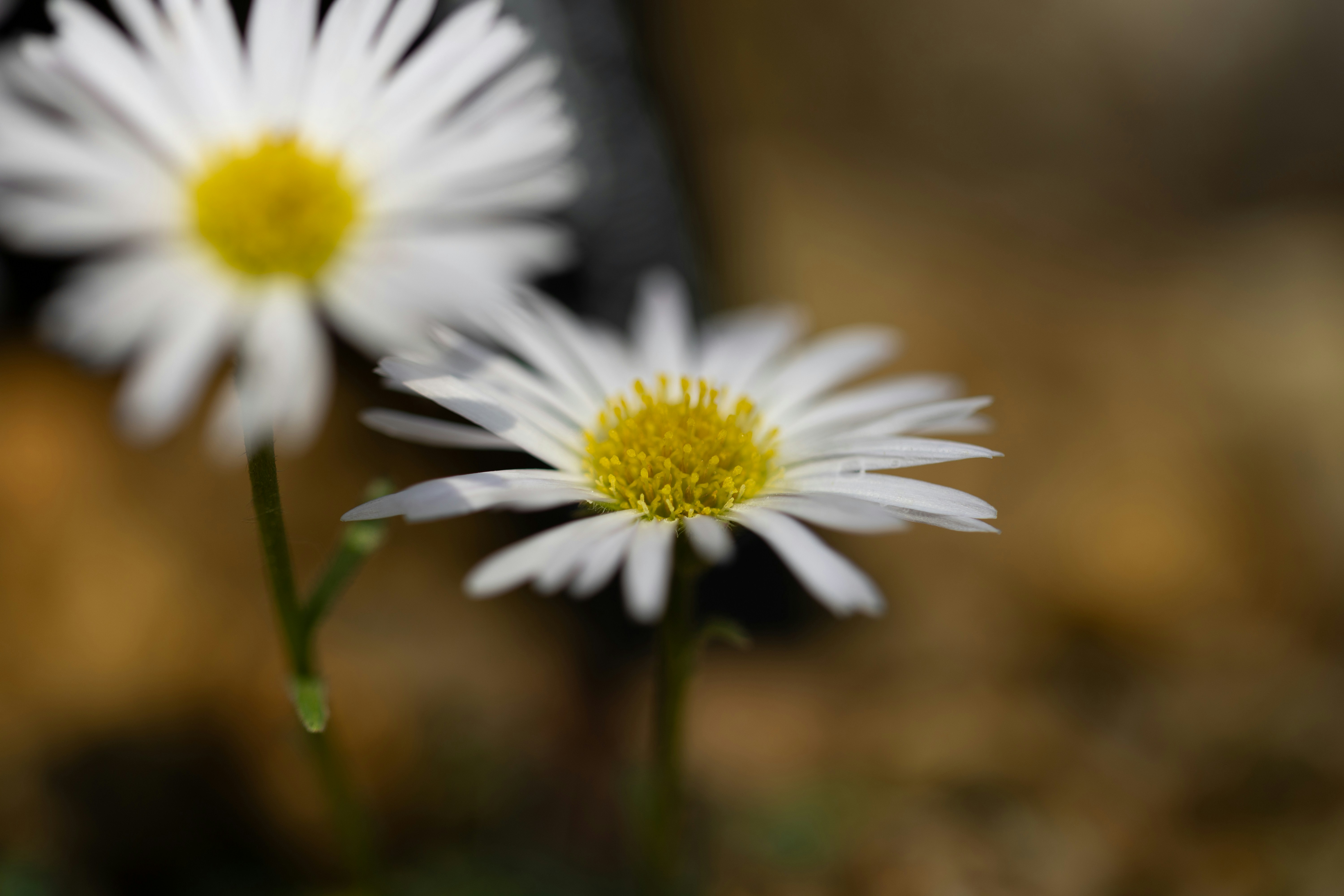 Photo by kamekichi_photos