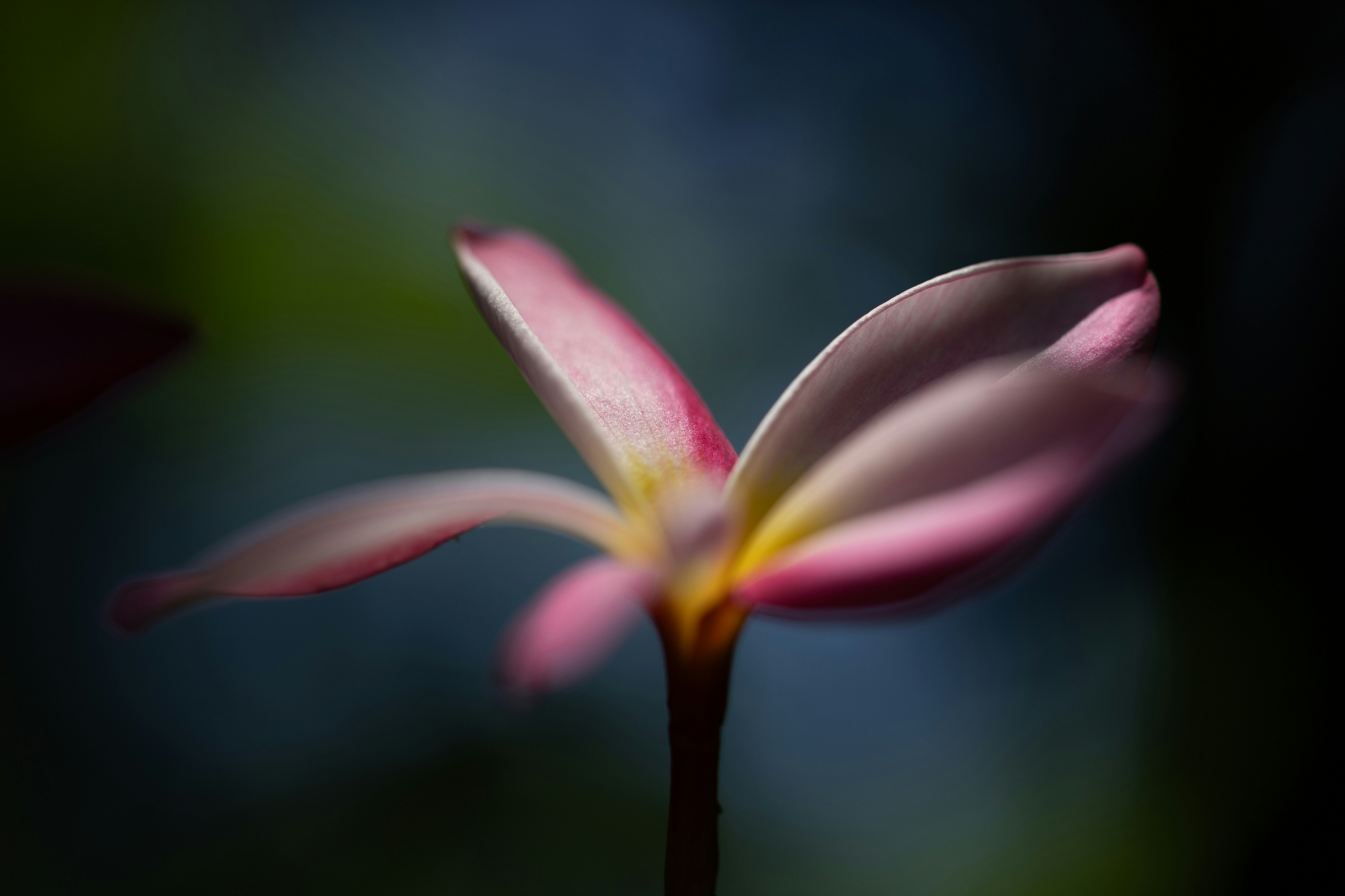 Photo by kamekichi_photos