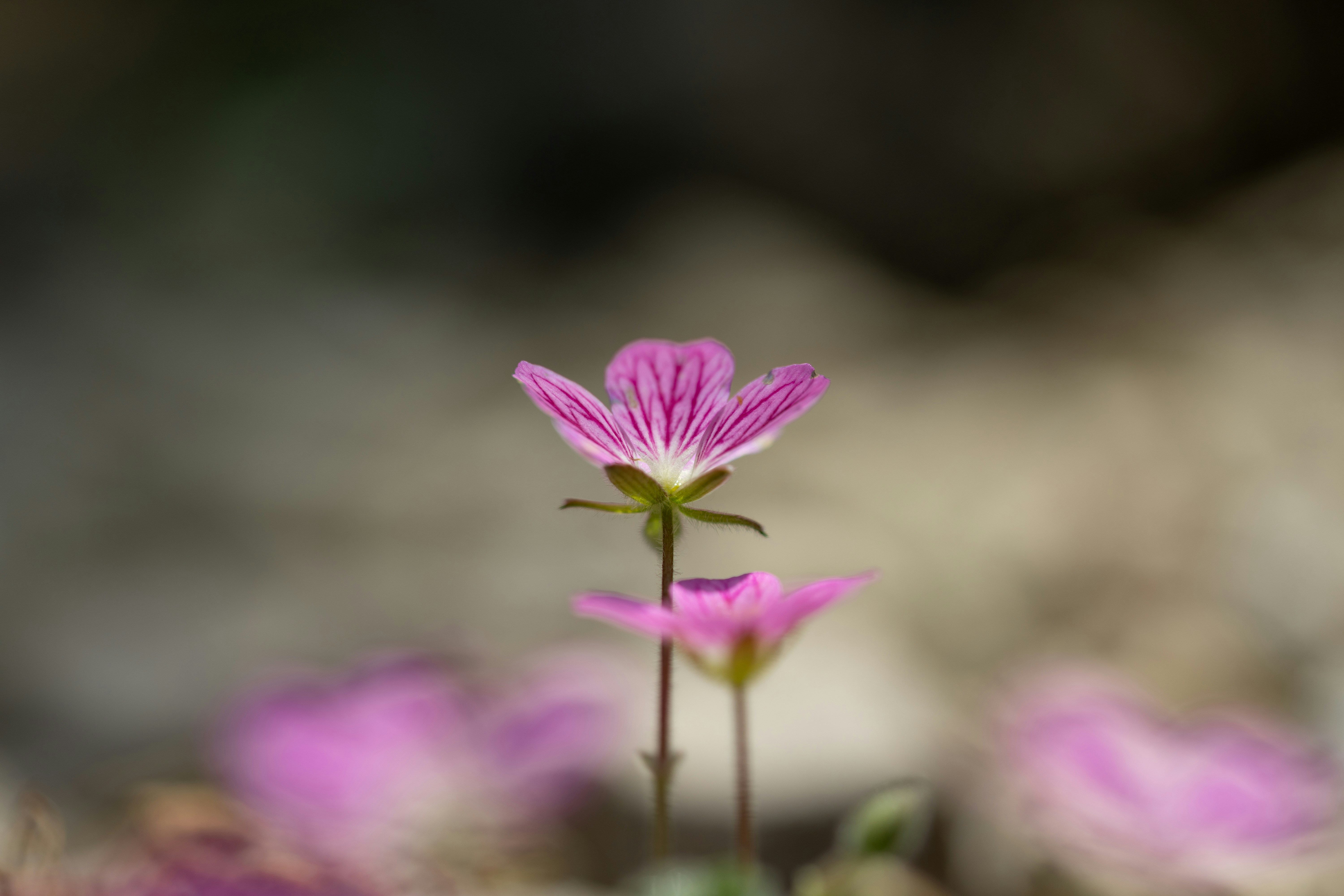 Photo by kamekichi_photos