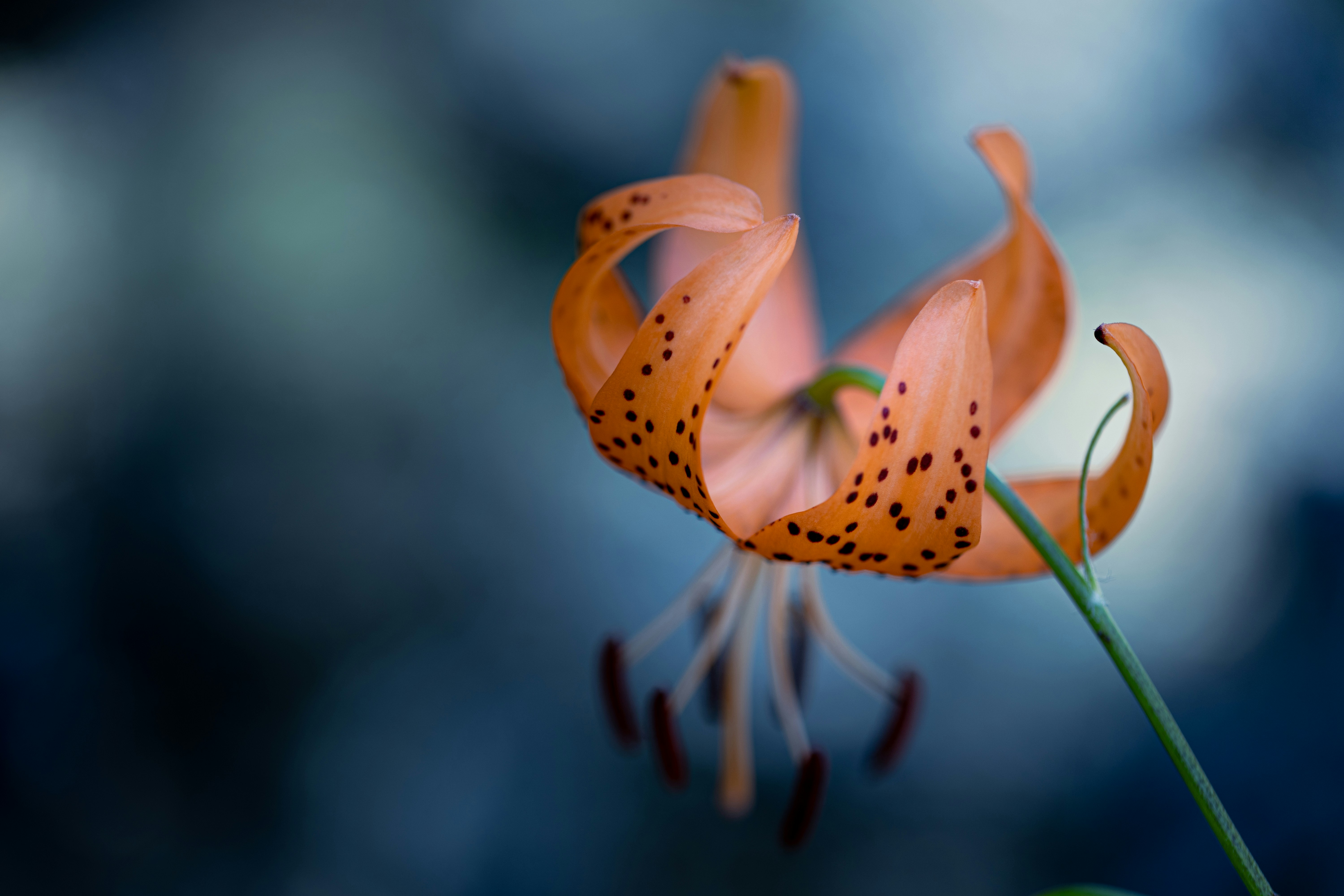 Photo by kamekichi_photos