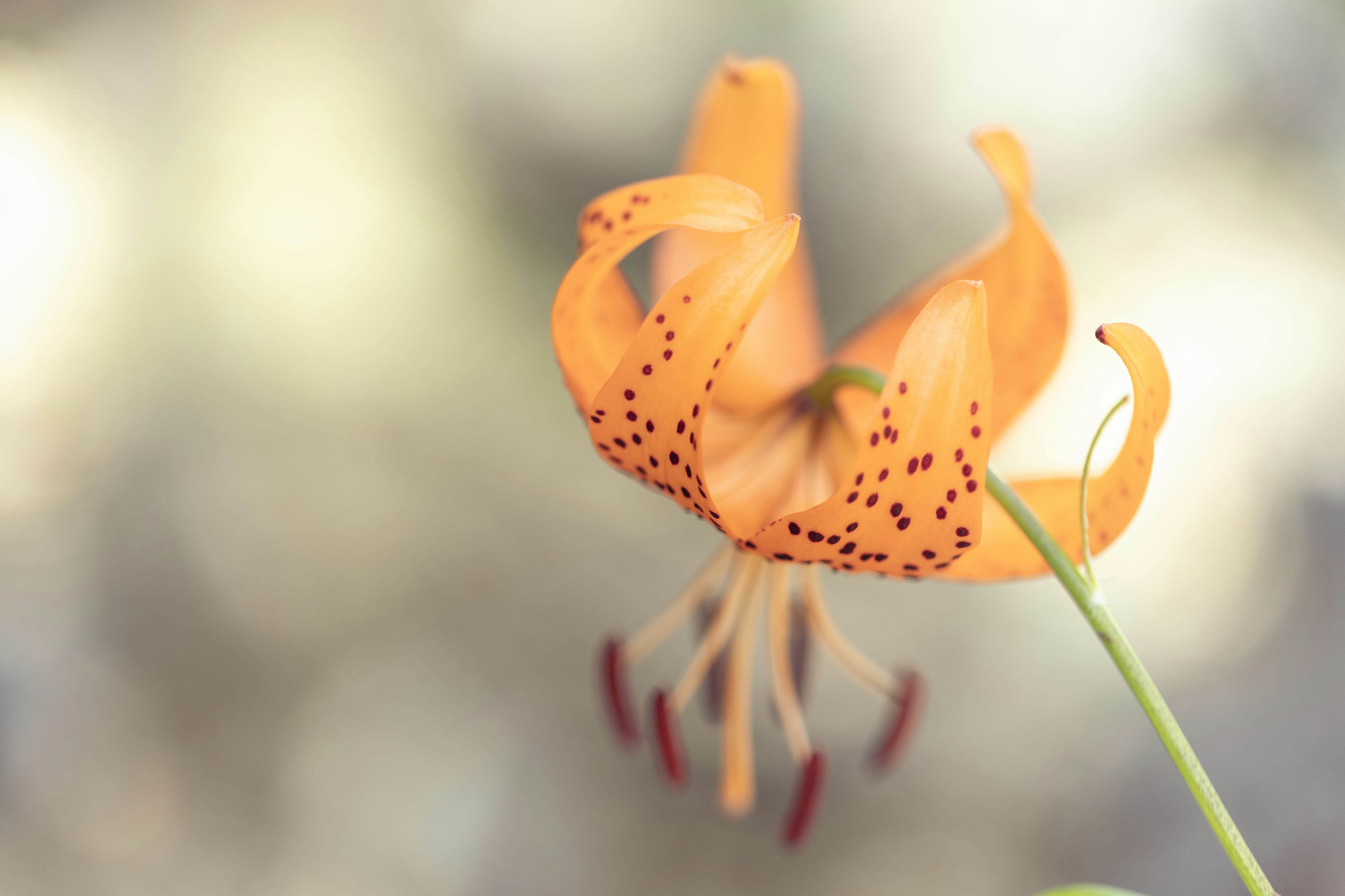 Photo by kamekichi_photos