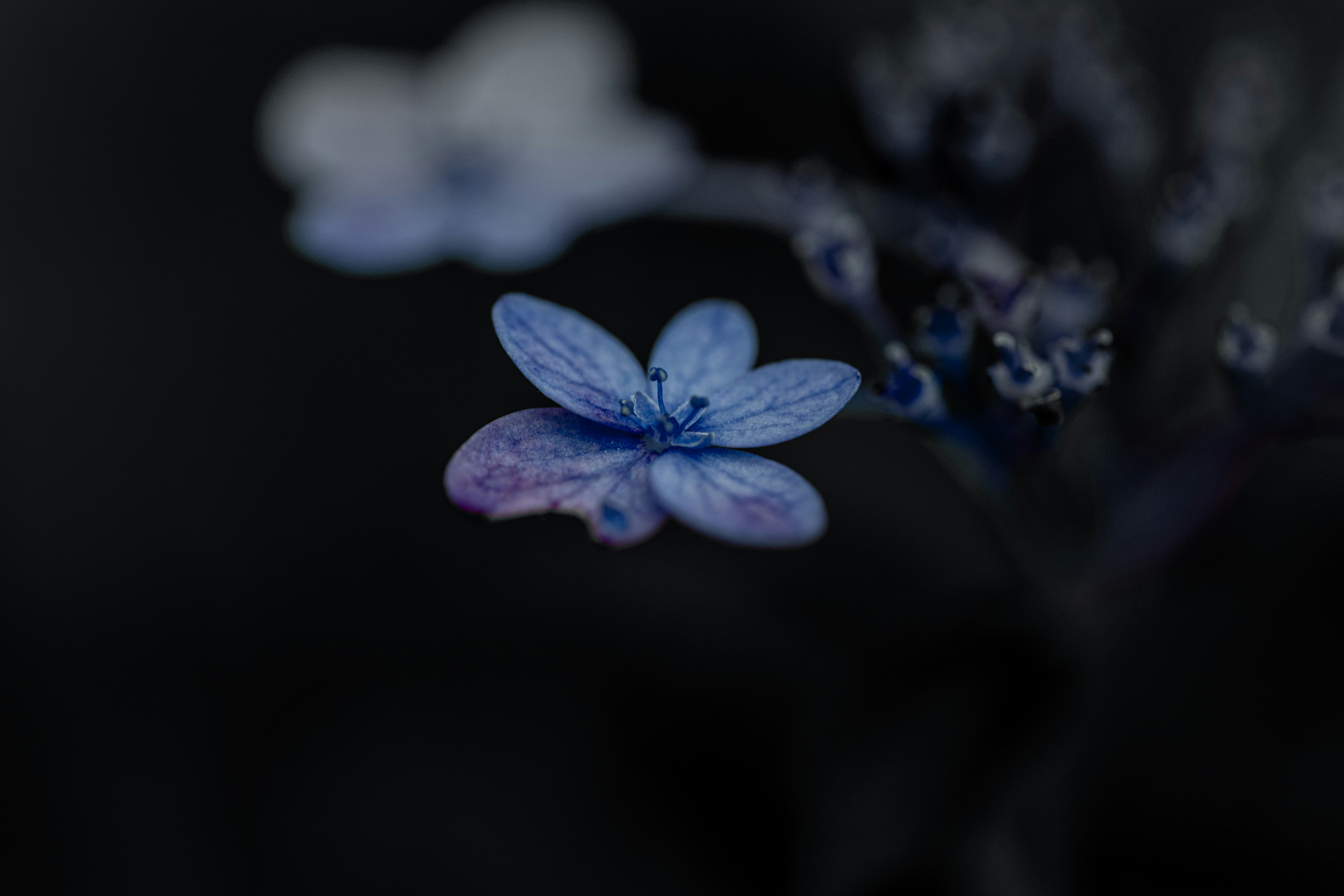 A close up of a blue flower on a black background