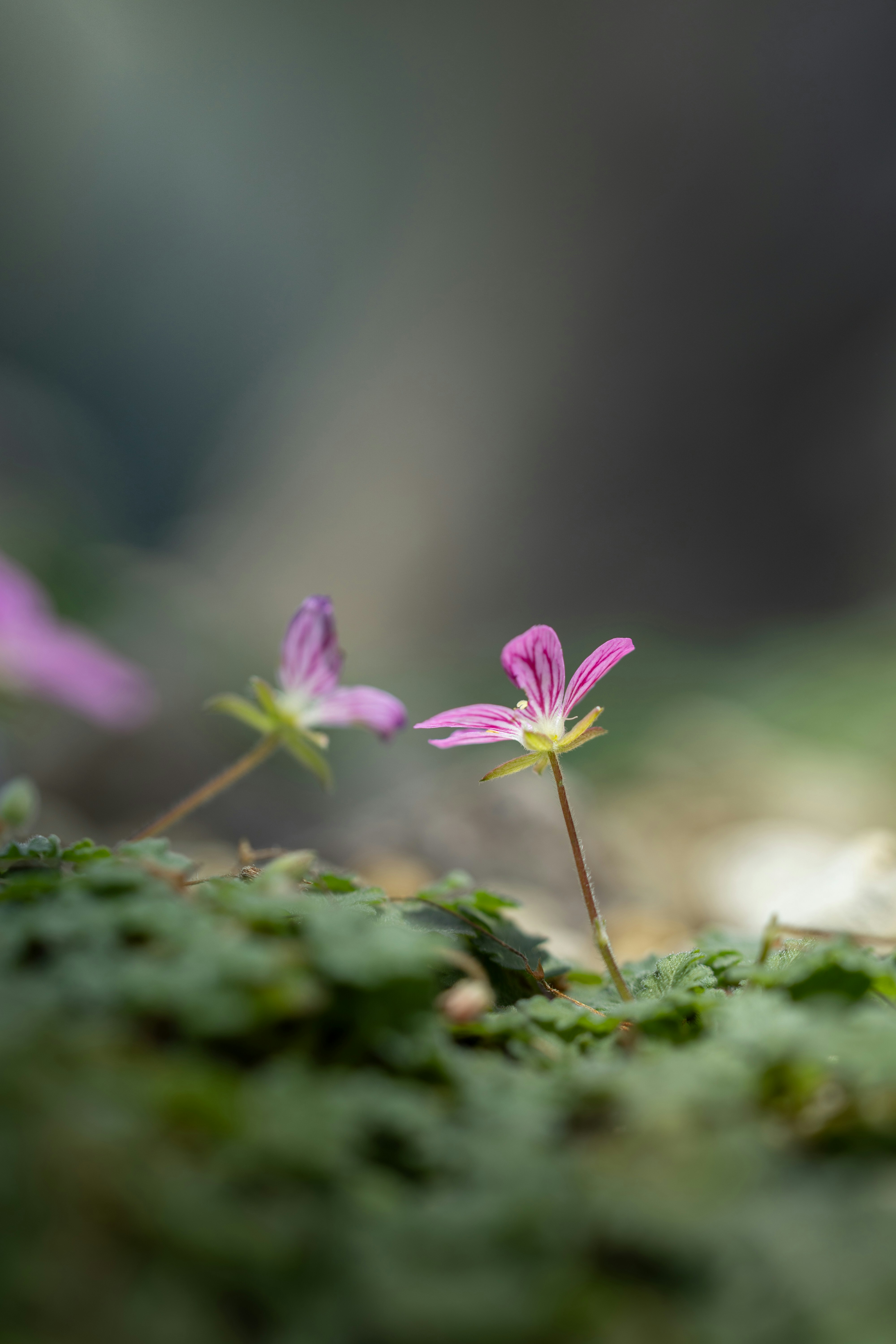A couple of small pink flowers sitting on top of a lush green field
