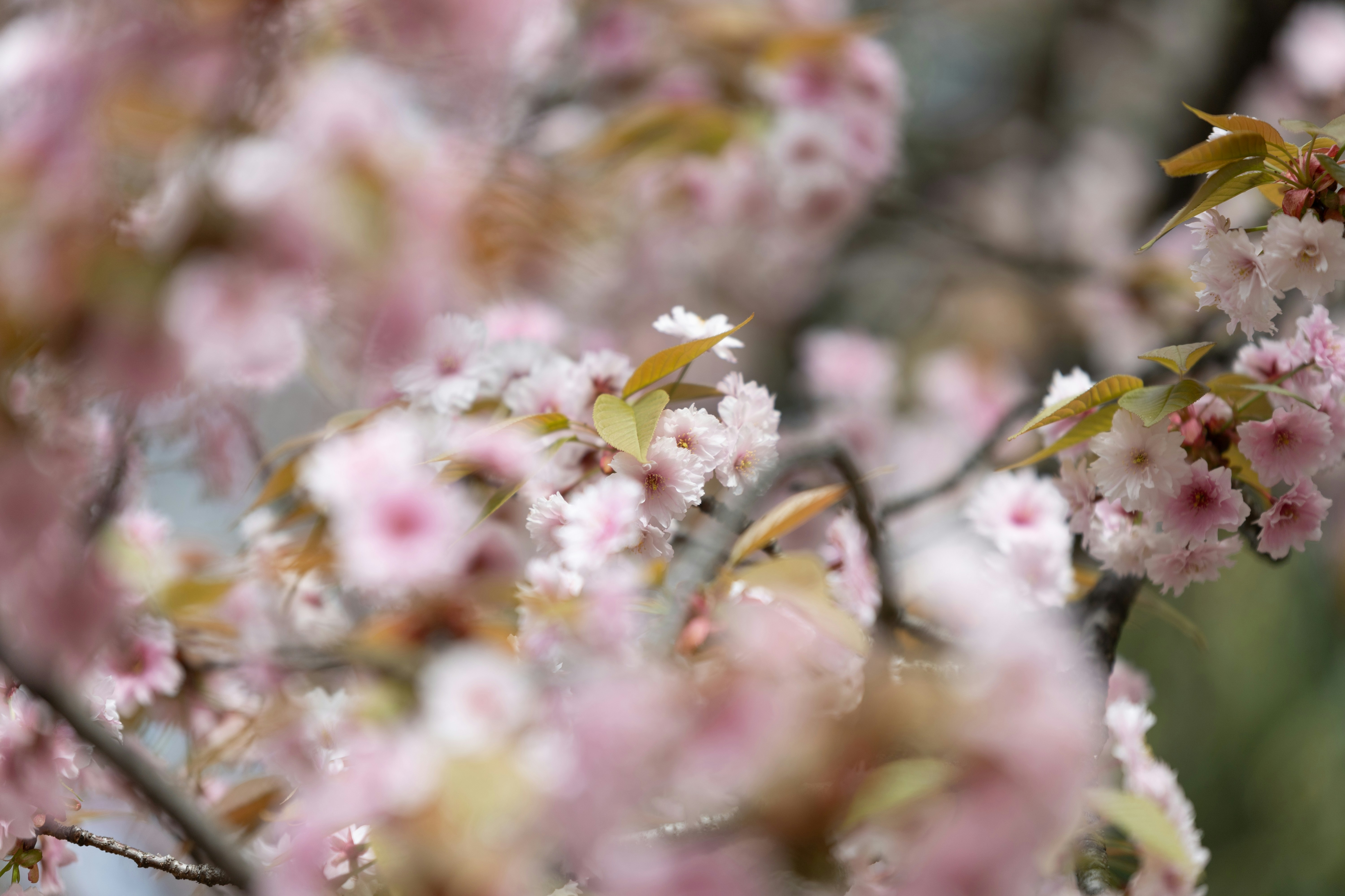 Photo by kamekichi_photos