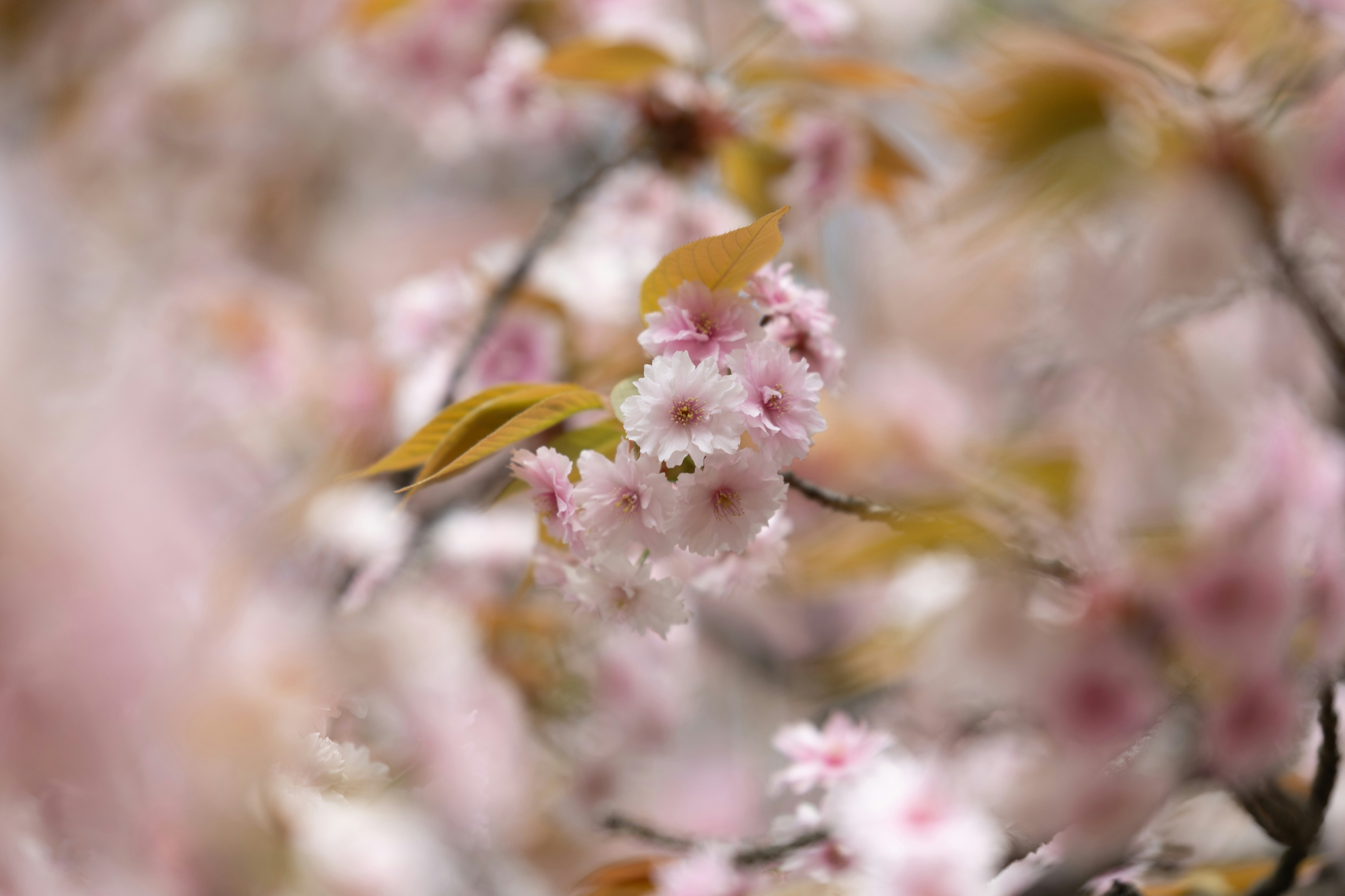 Photo by kamekichi_photos