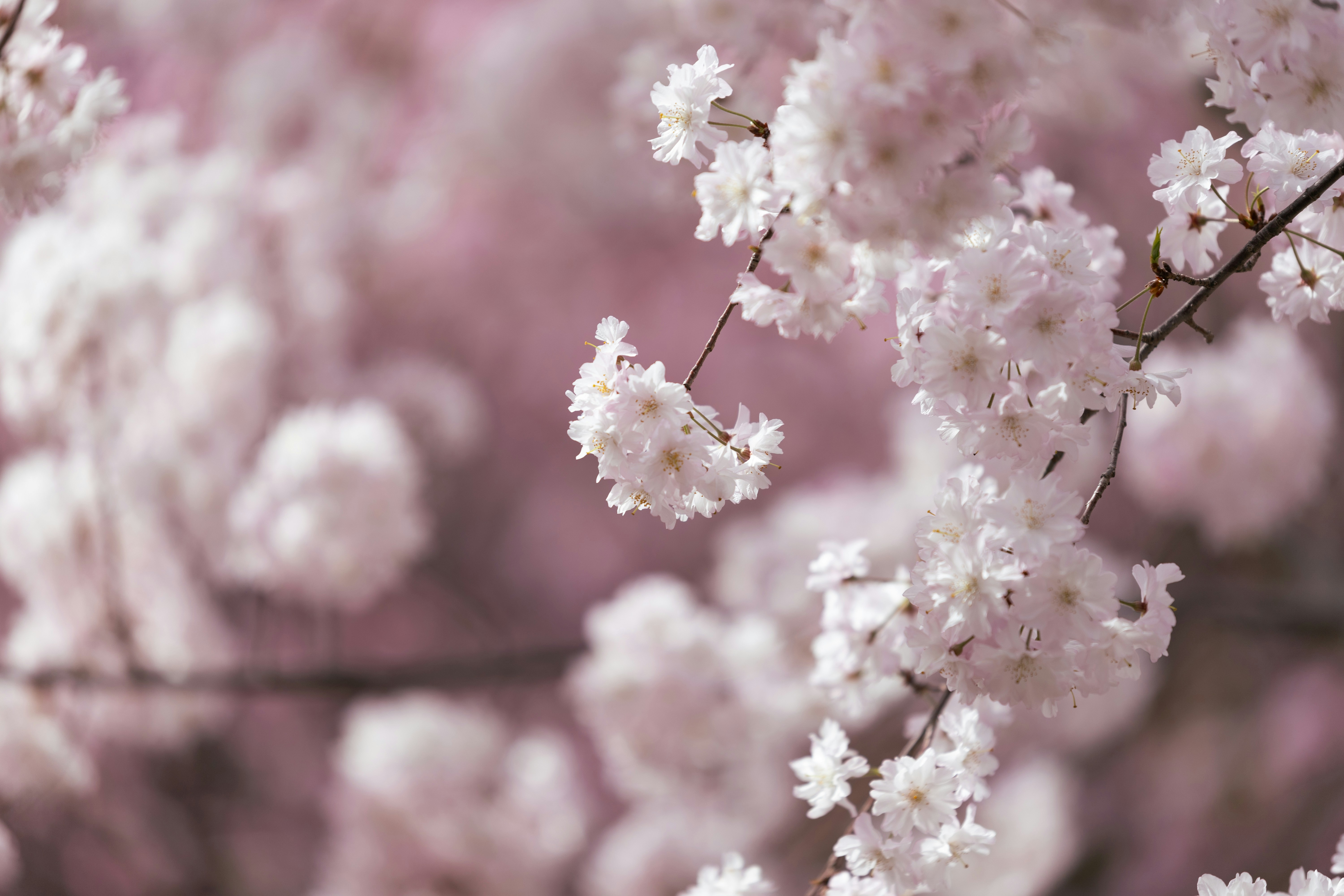 Photo by kamekichi_photos