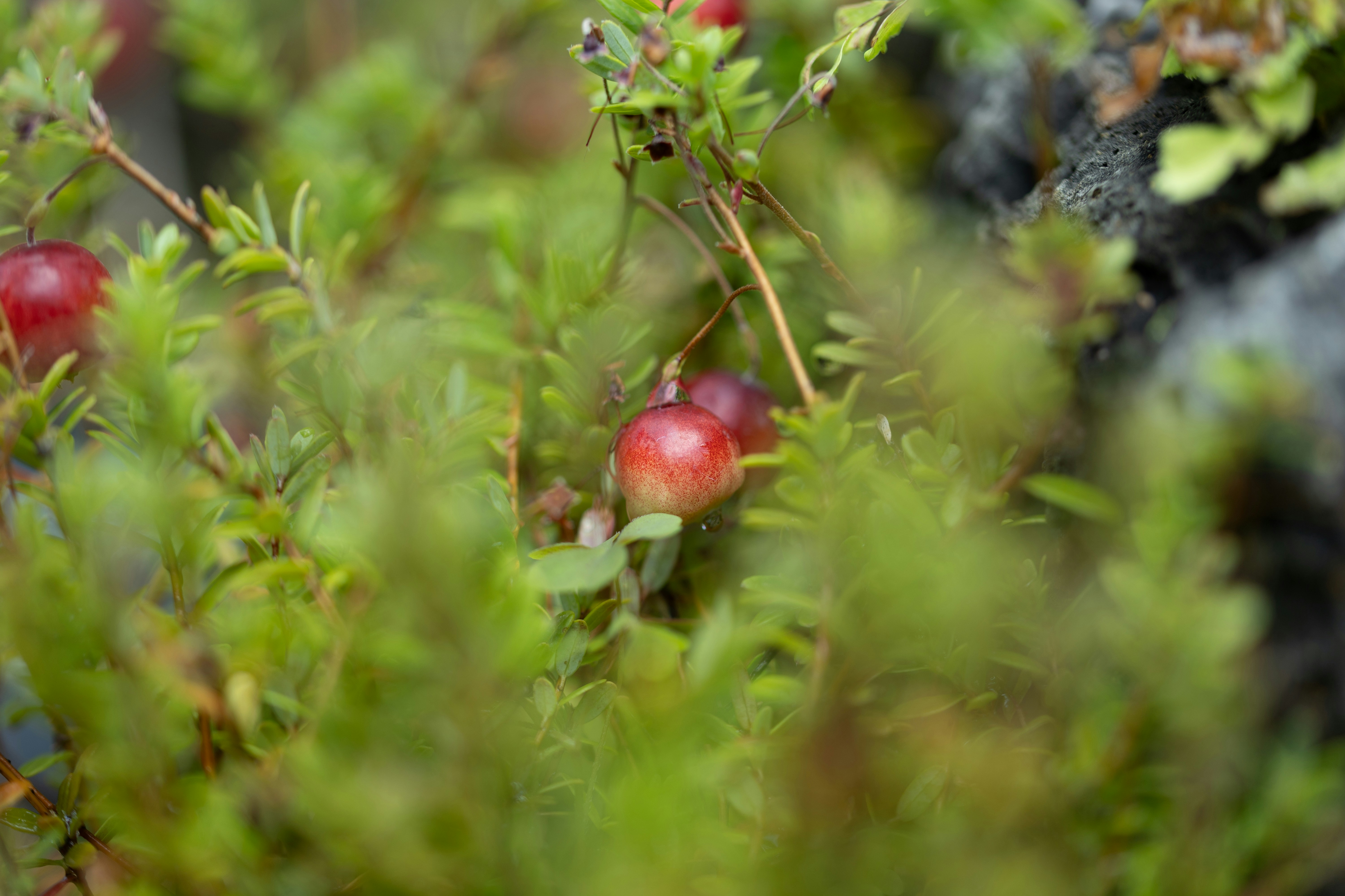 Photo by kamekichi_photos