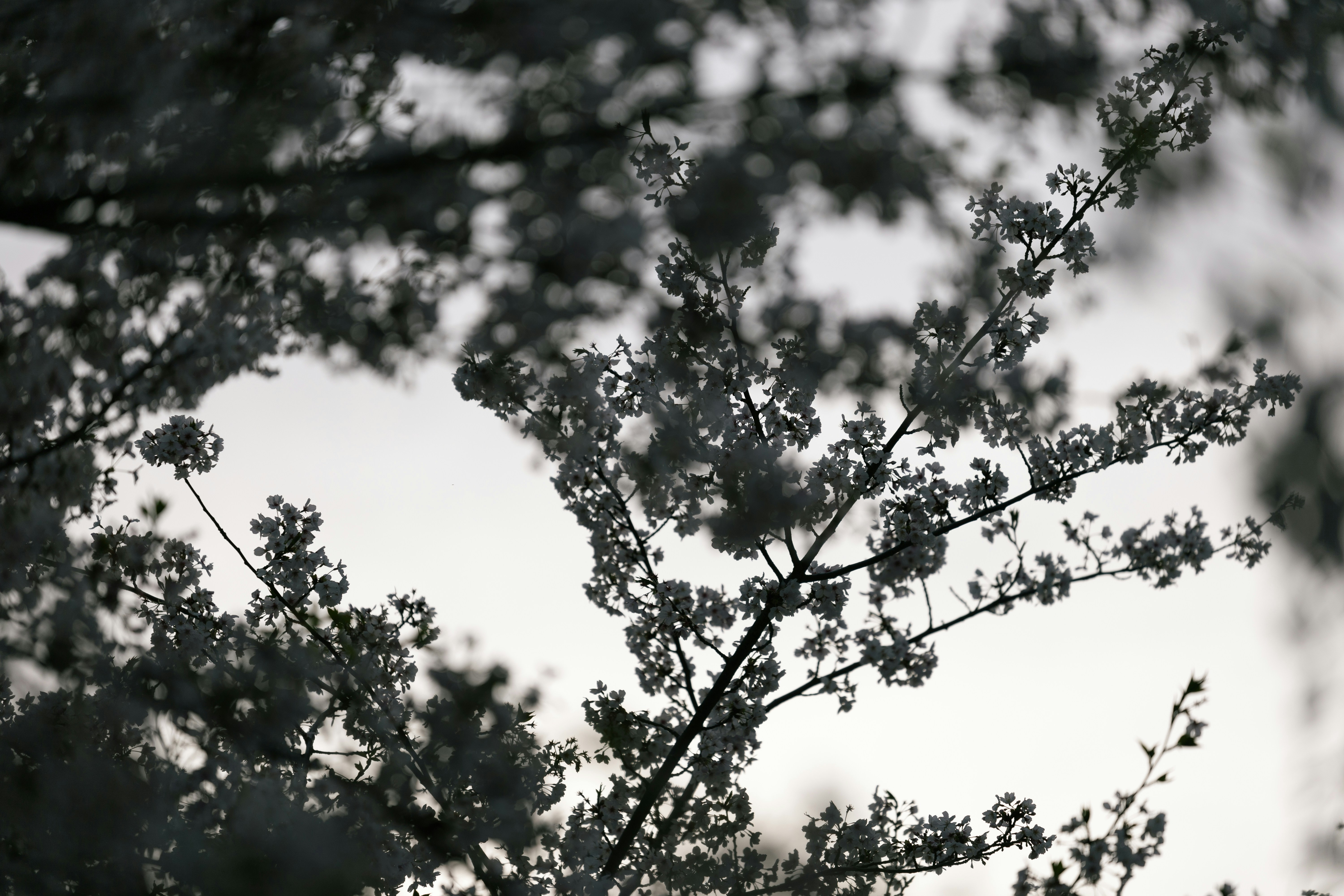 Photo by kamekichi_photos