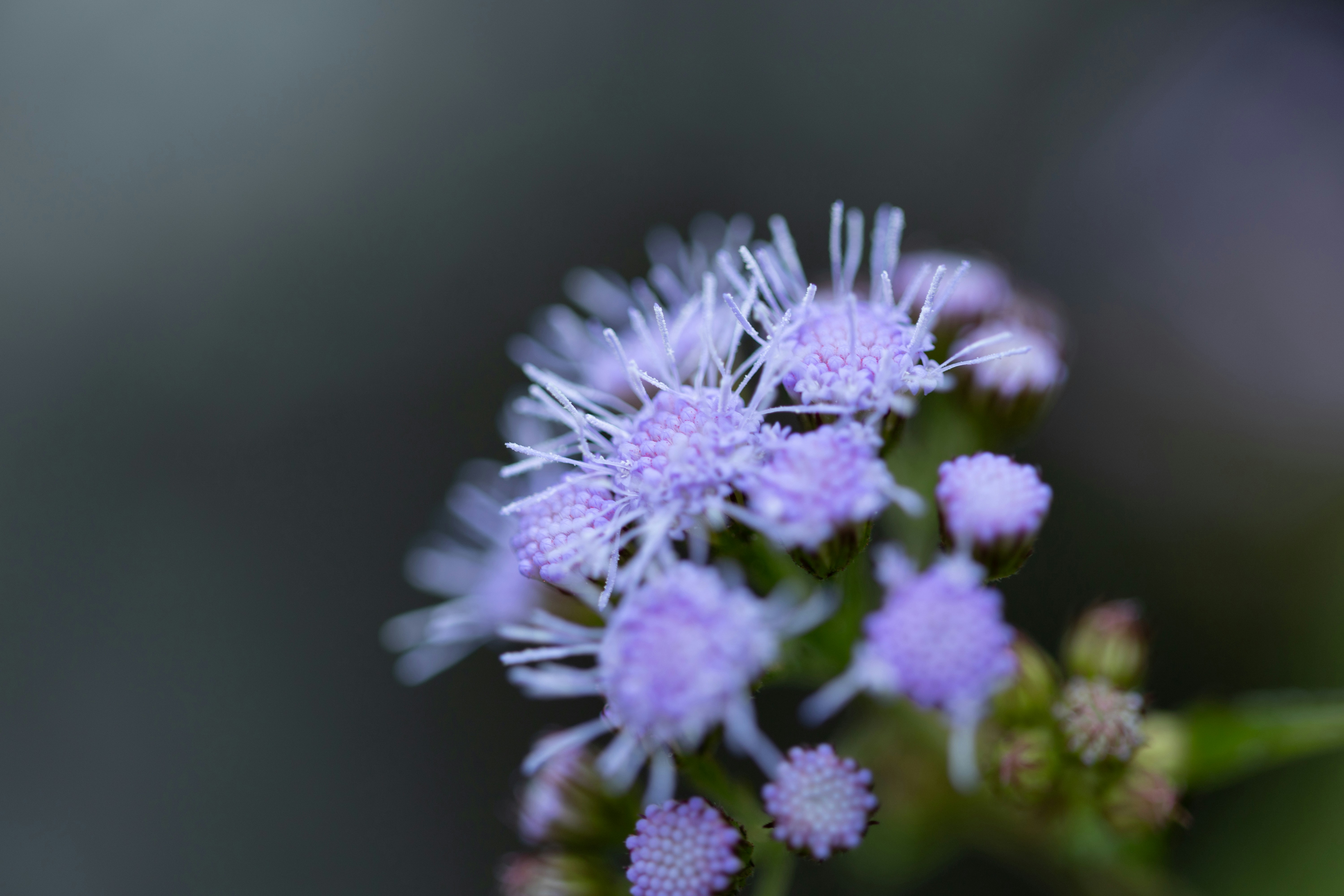 Photo by kamekichi_photos