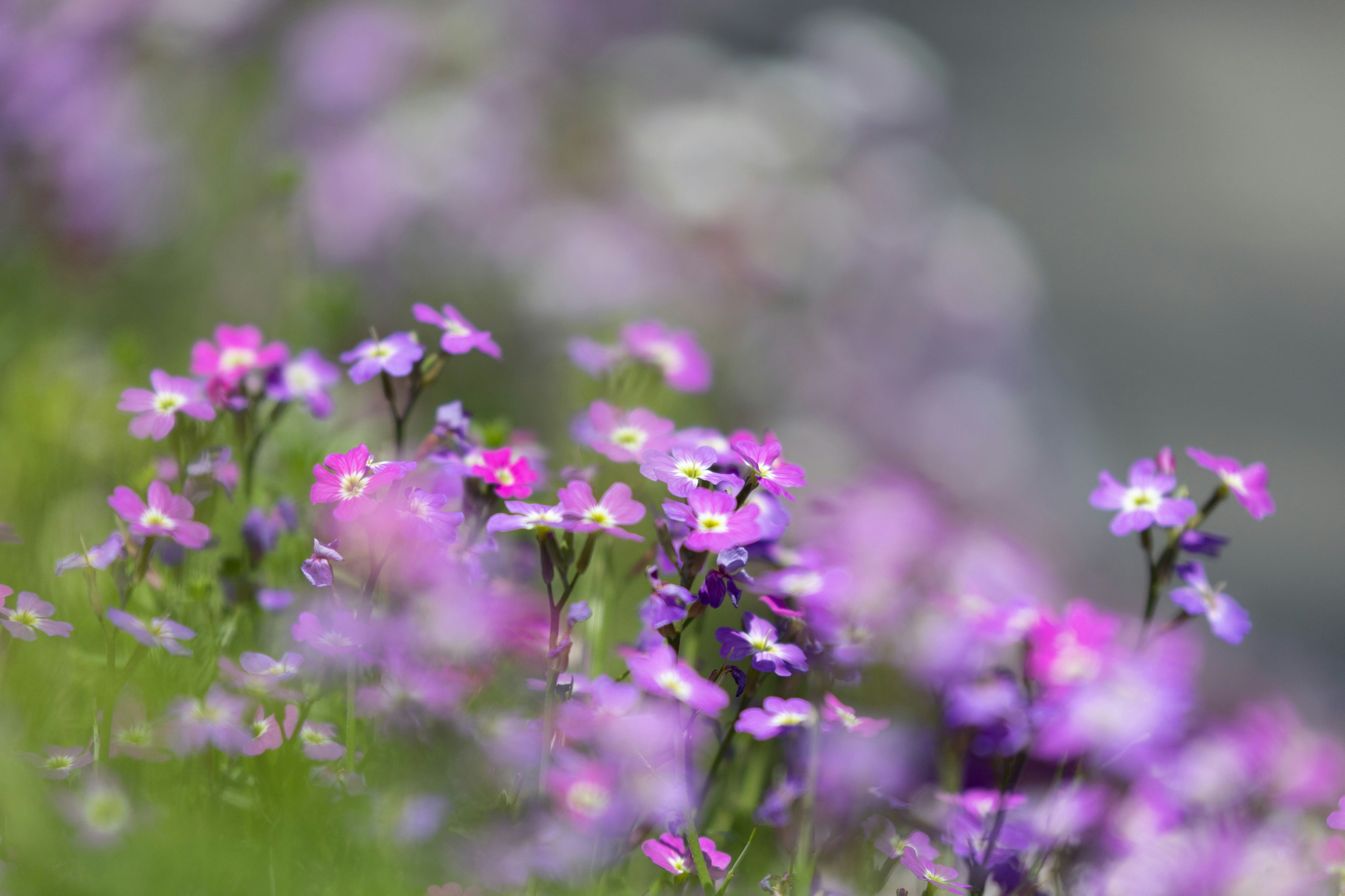 Photo by kamekichi_photos