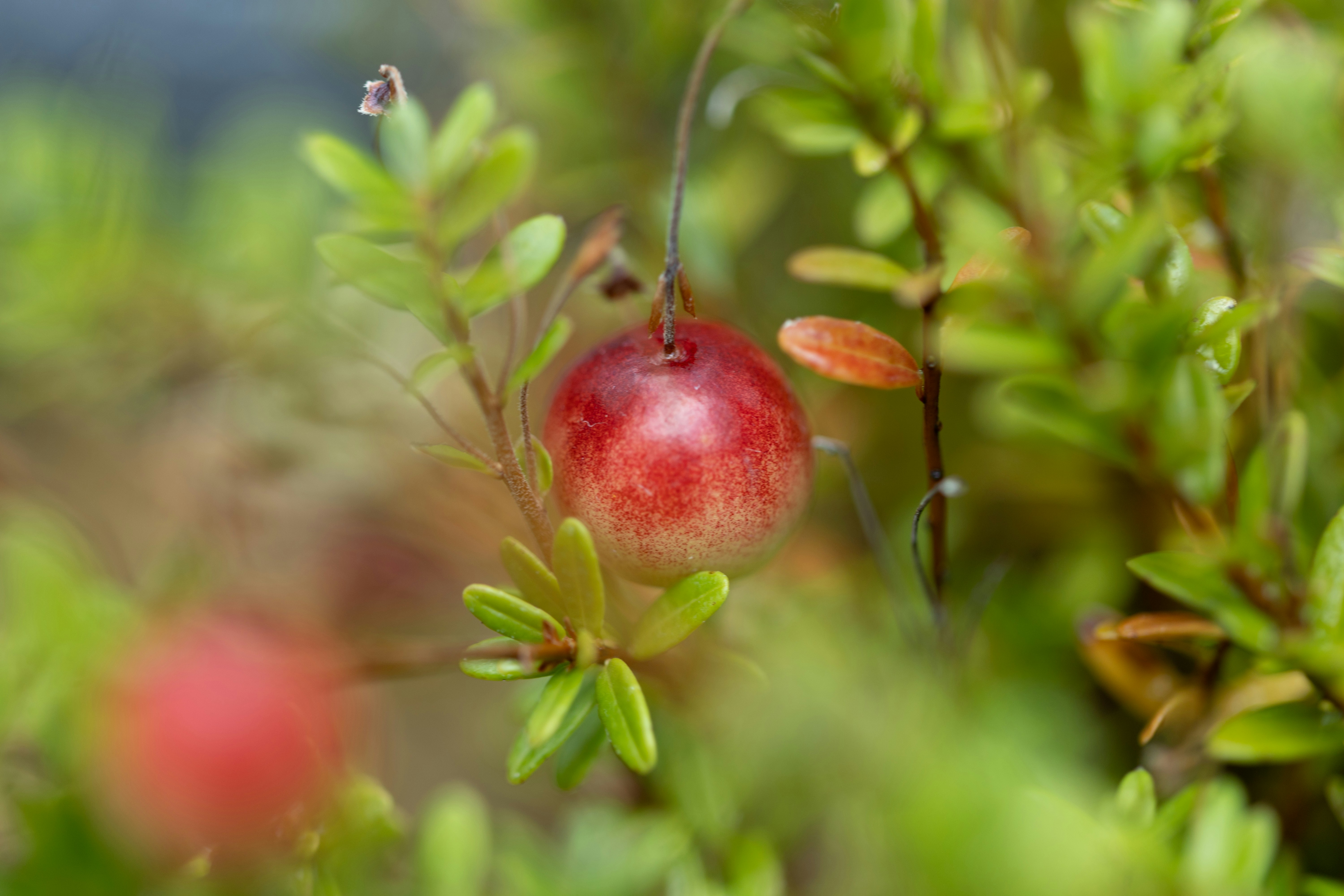 Photo by kamekichi_photos