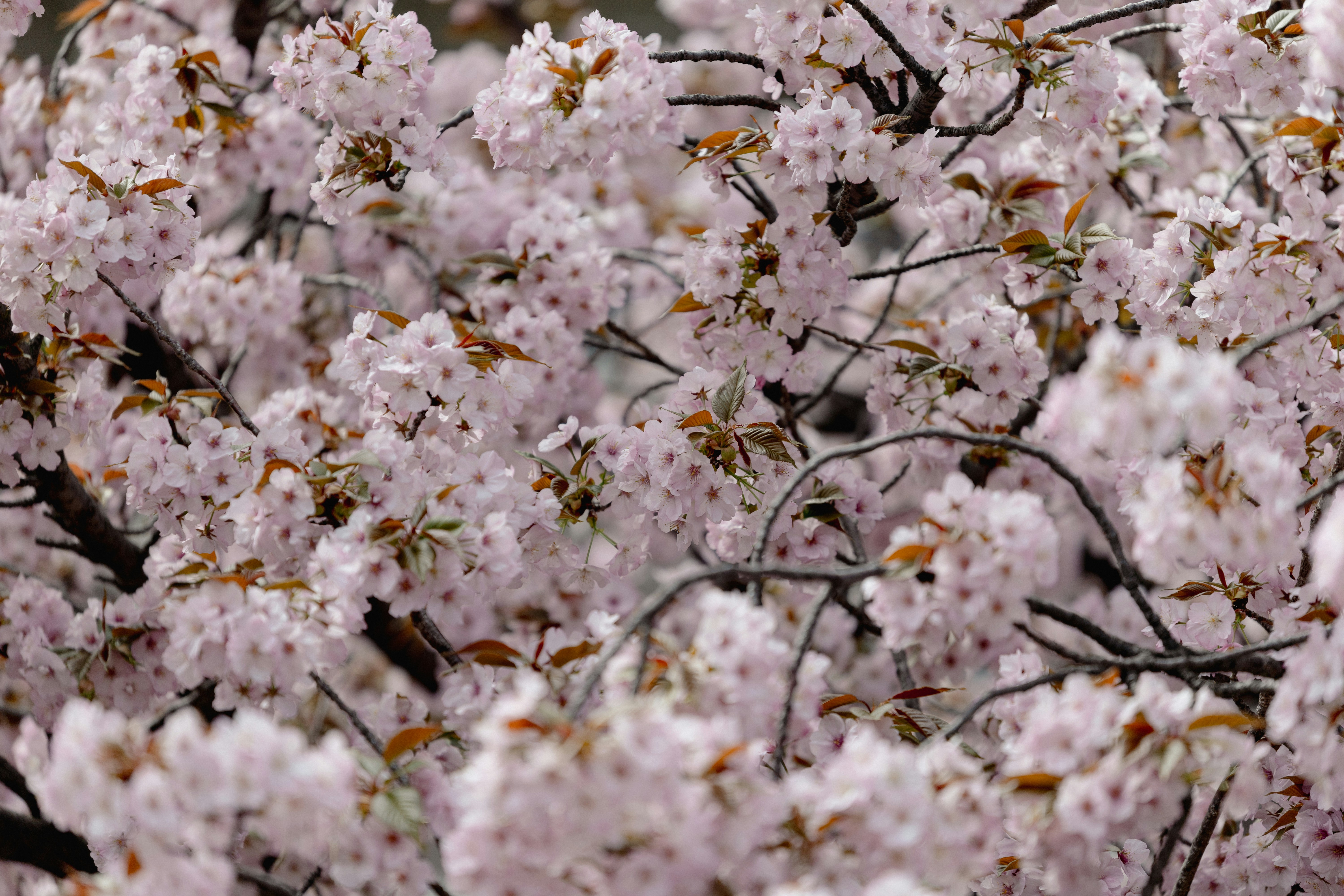 Photo by kamekichi_photos