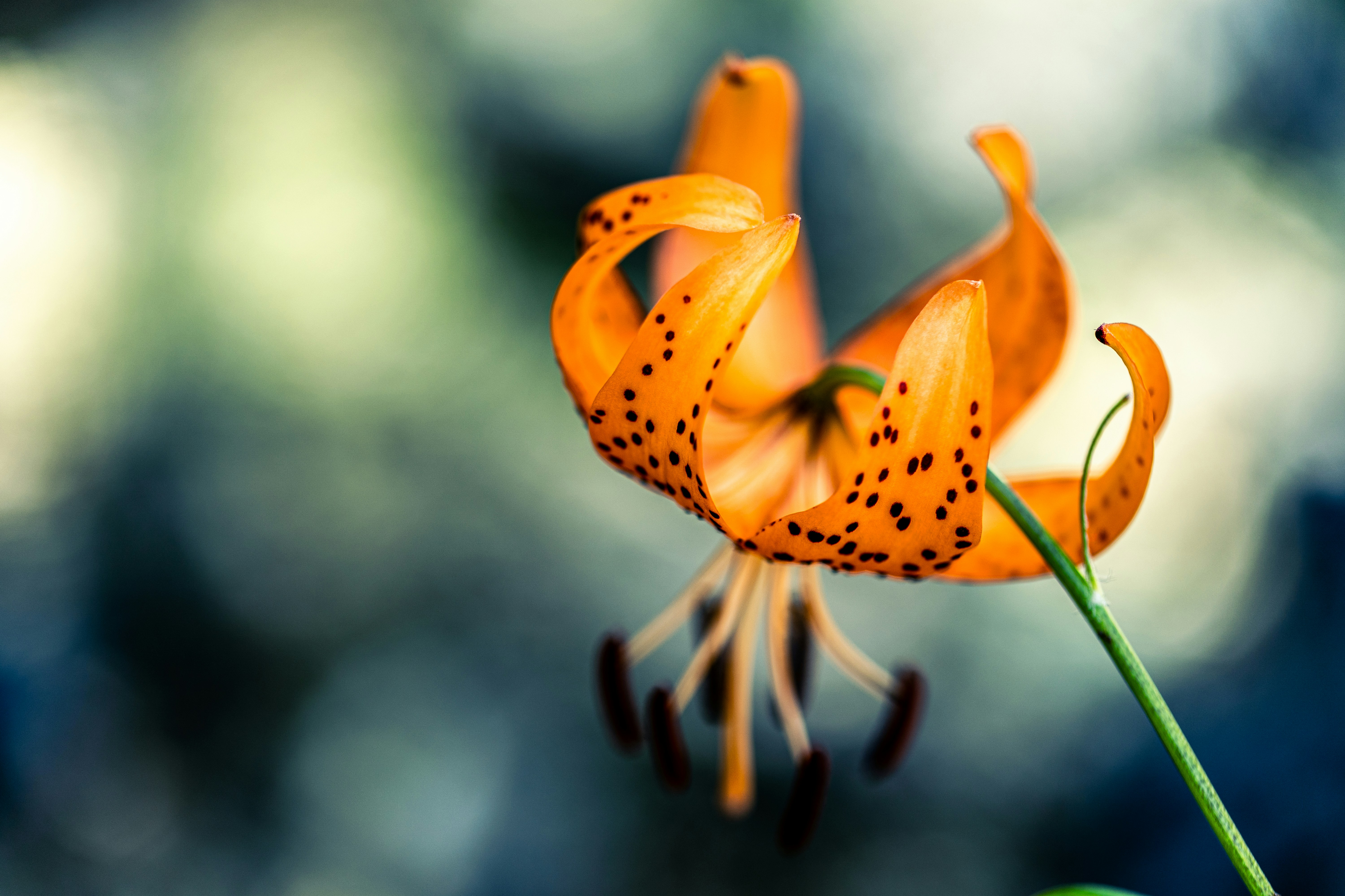 Photo by kamekichi_photos