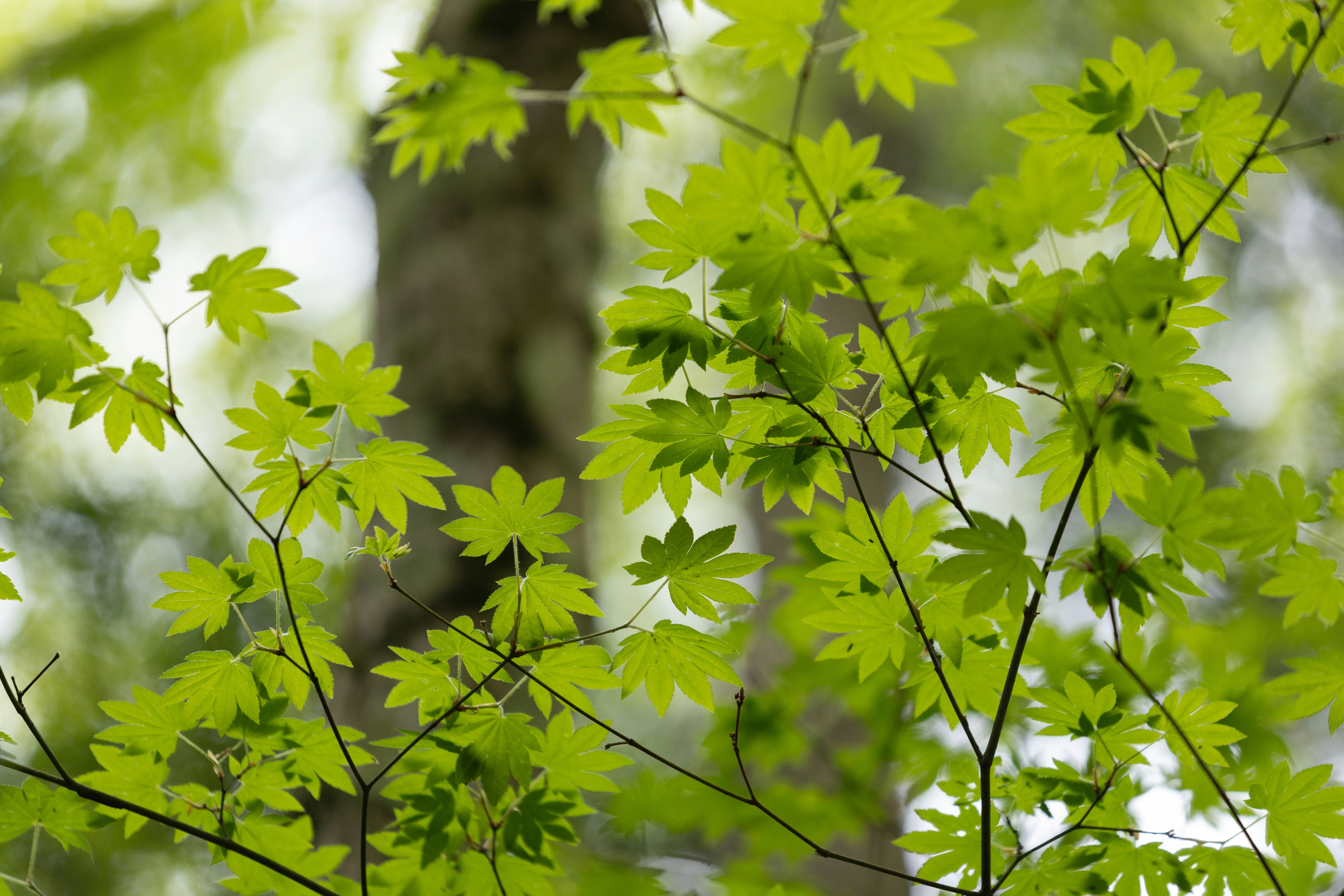 Photo by kamekichi_photos