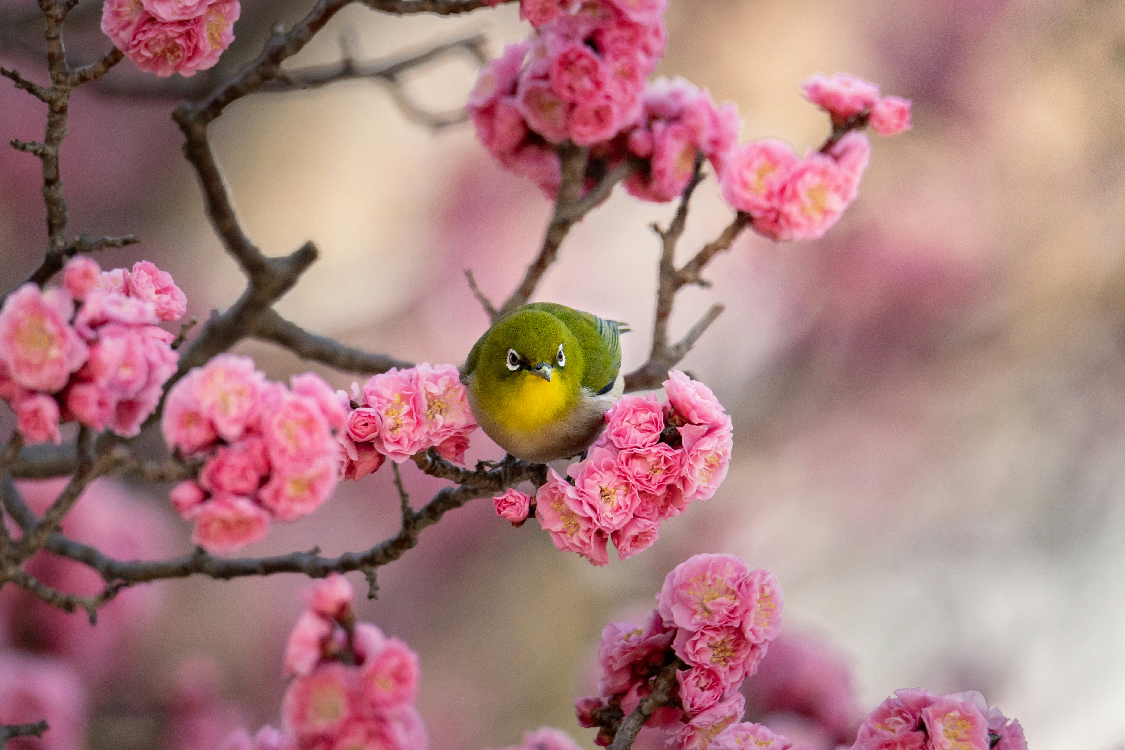 Photo by kamekichi_photos