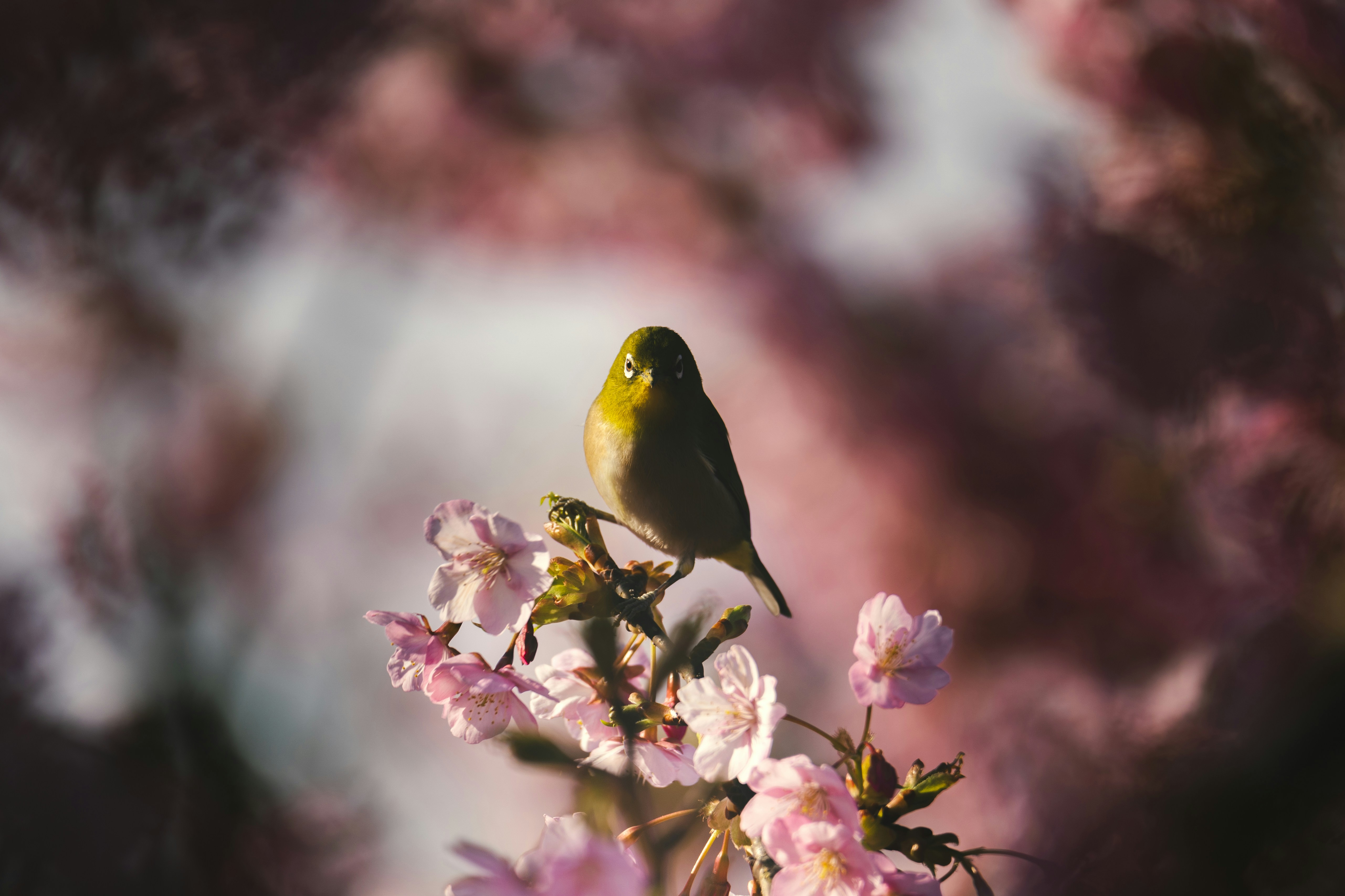 Photo by kamekichi_photos