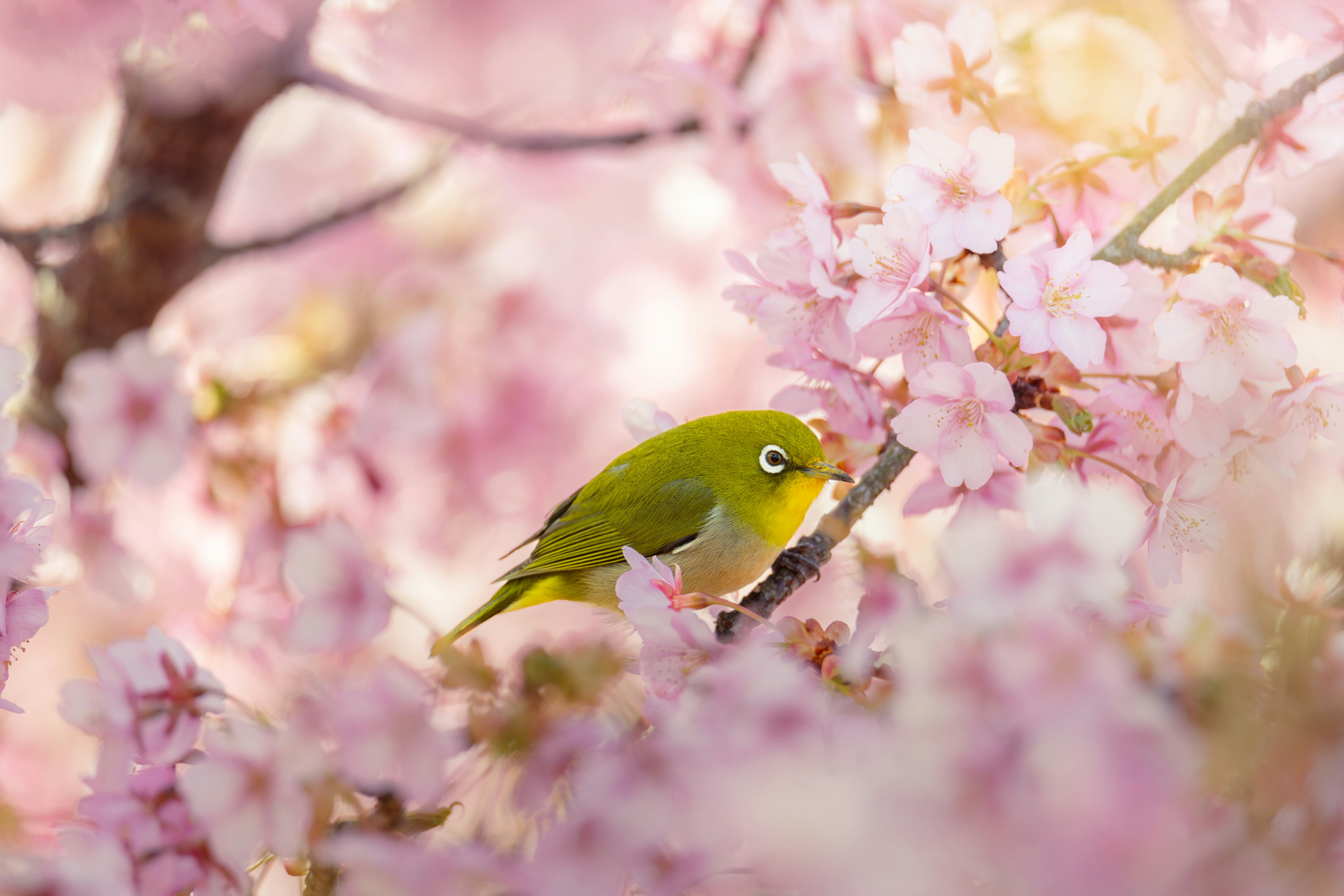 Photo by kamekichi_photos