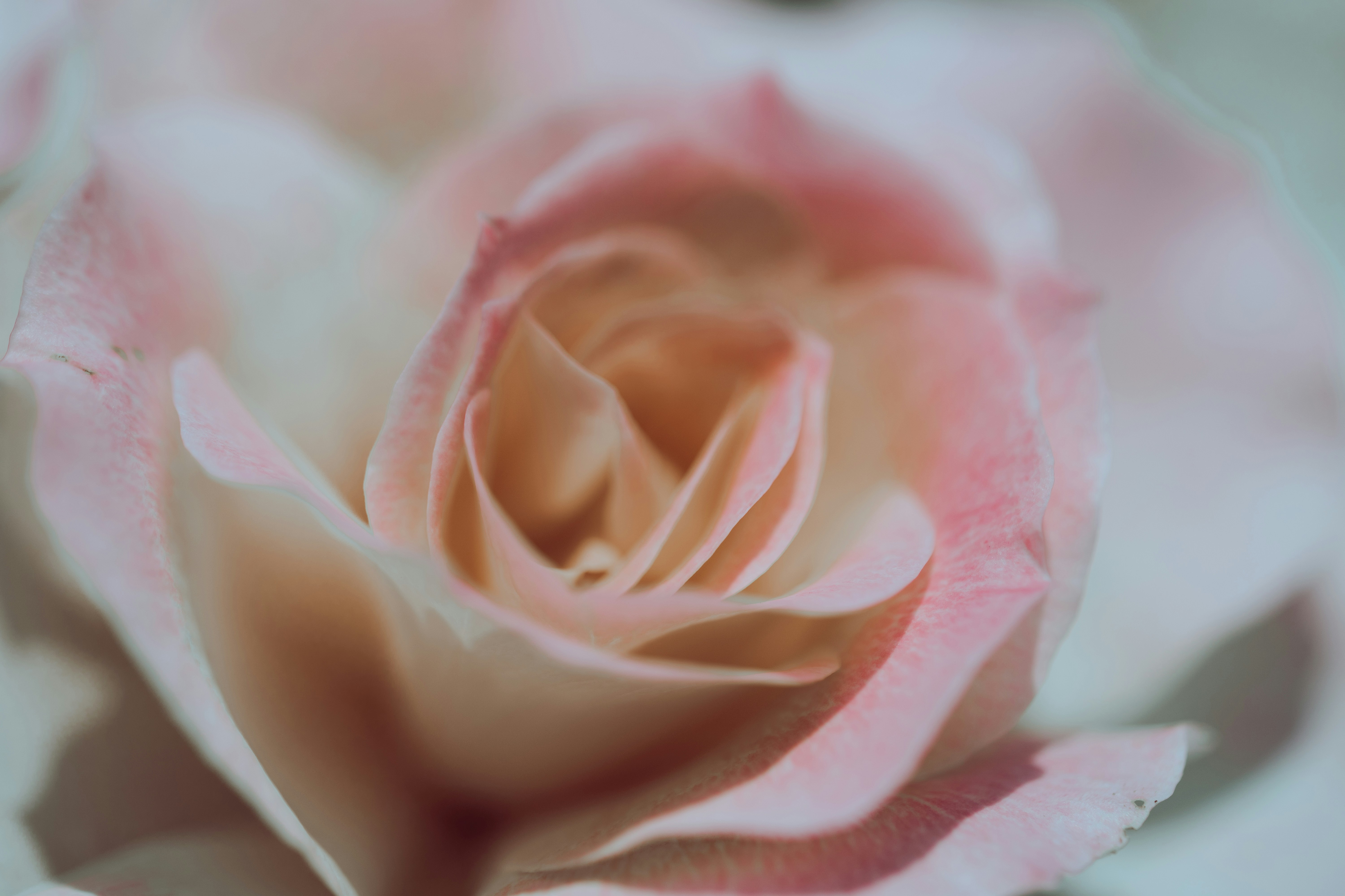 Photo by kamekichi_photos