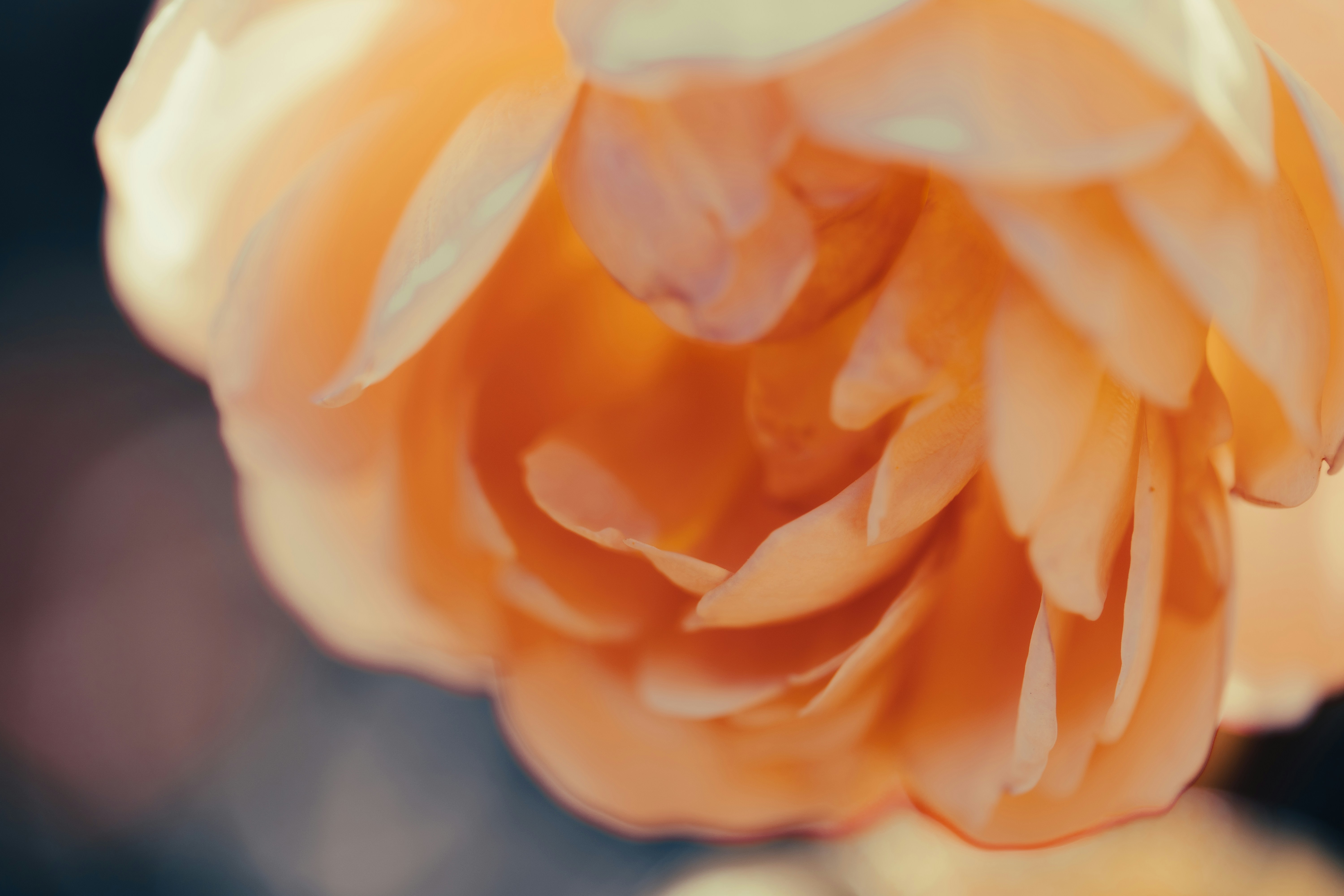 Photo by kamekichi_photos