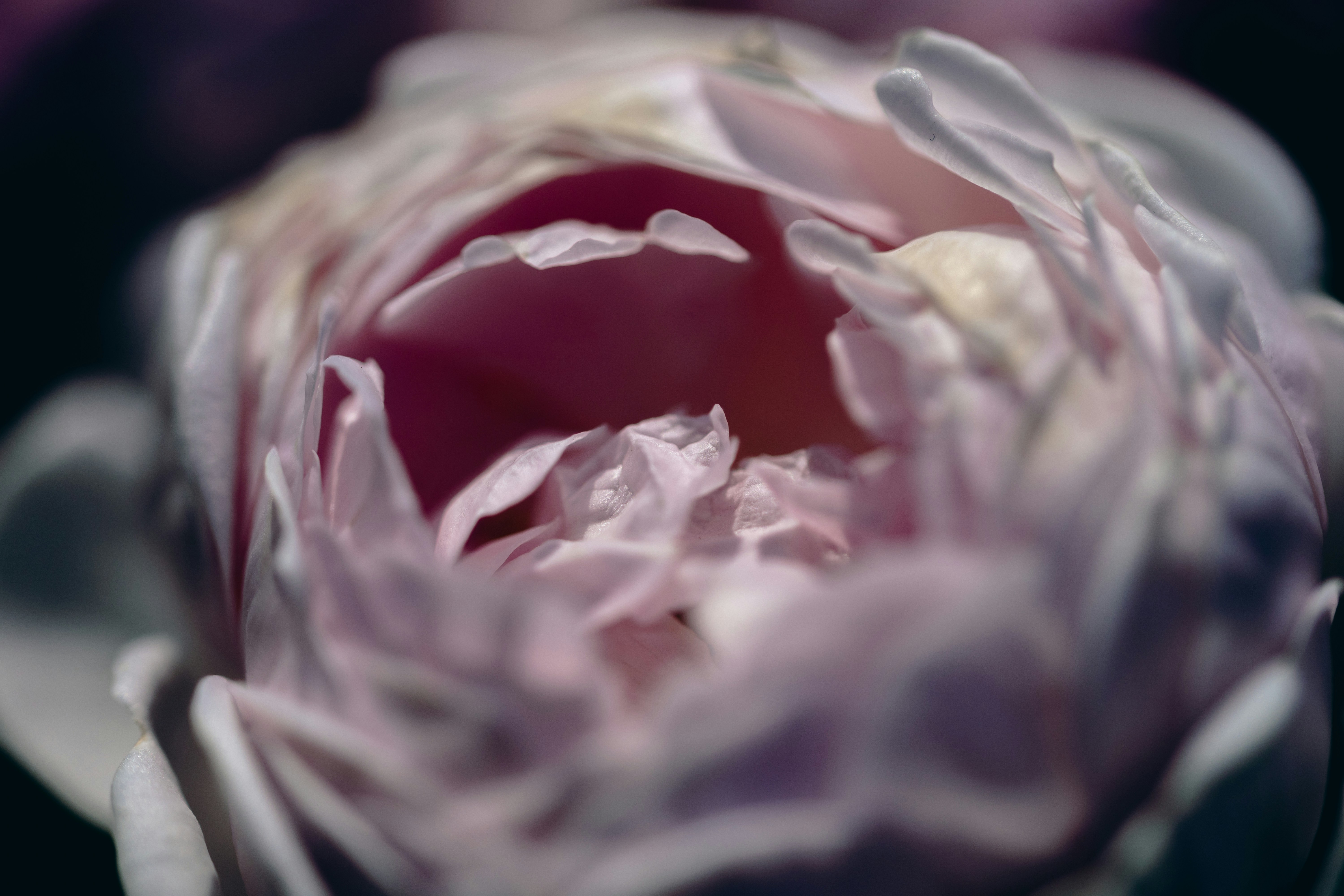A close up of a flower with a blurry background