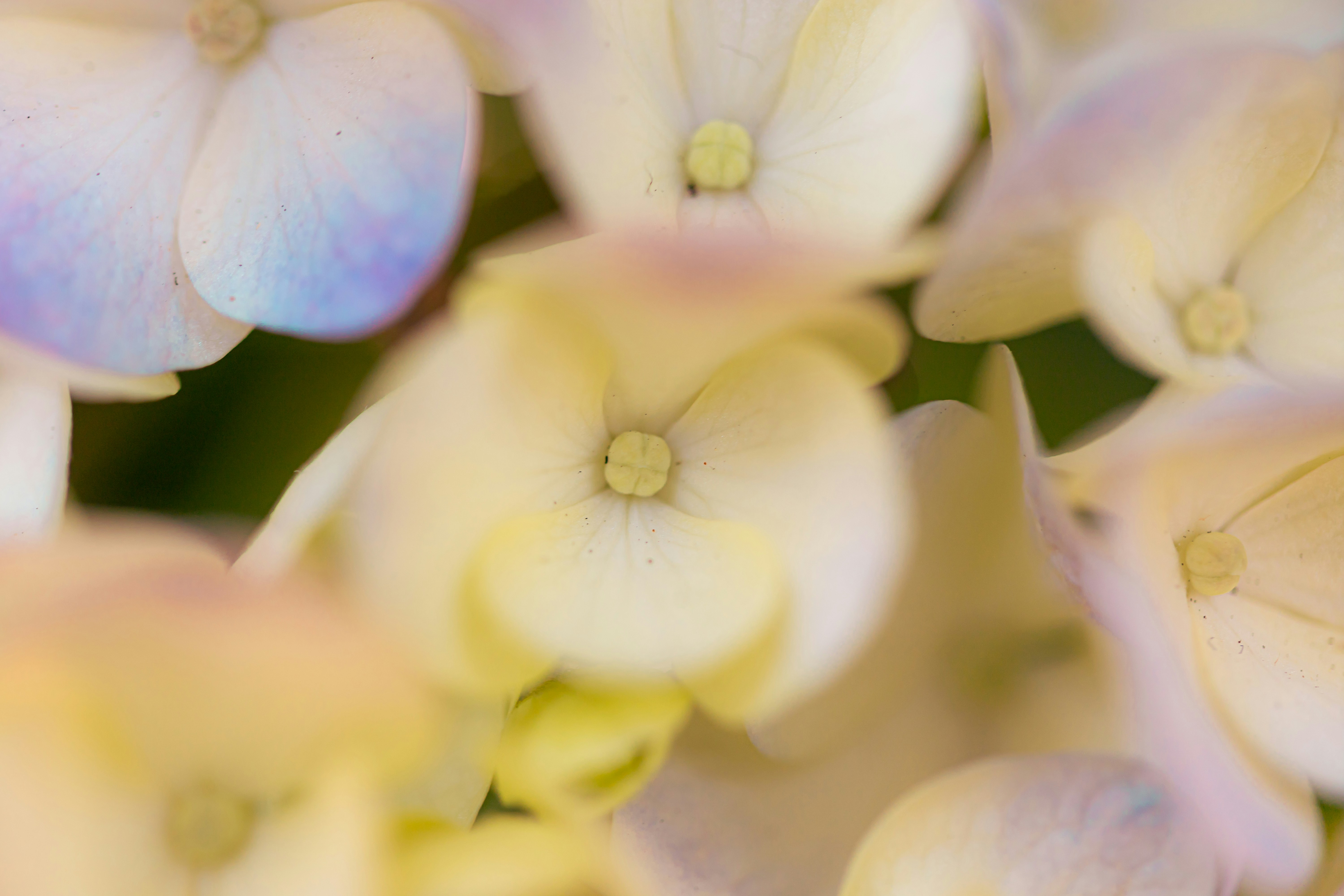 Photo by kamekichi_photos