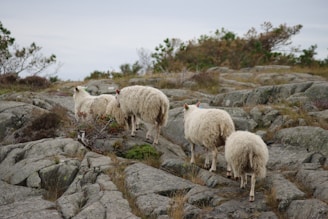 A herd of sheep standing on top of a rocky hillside