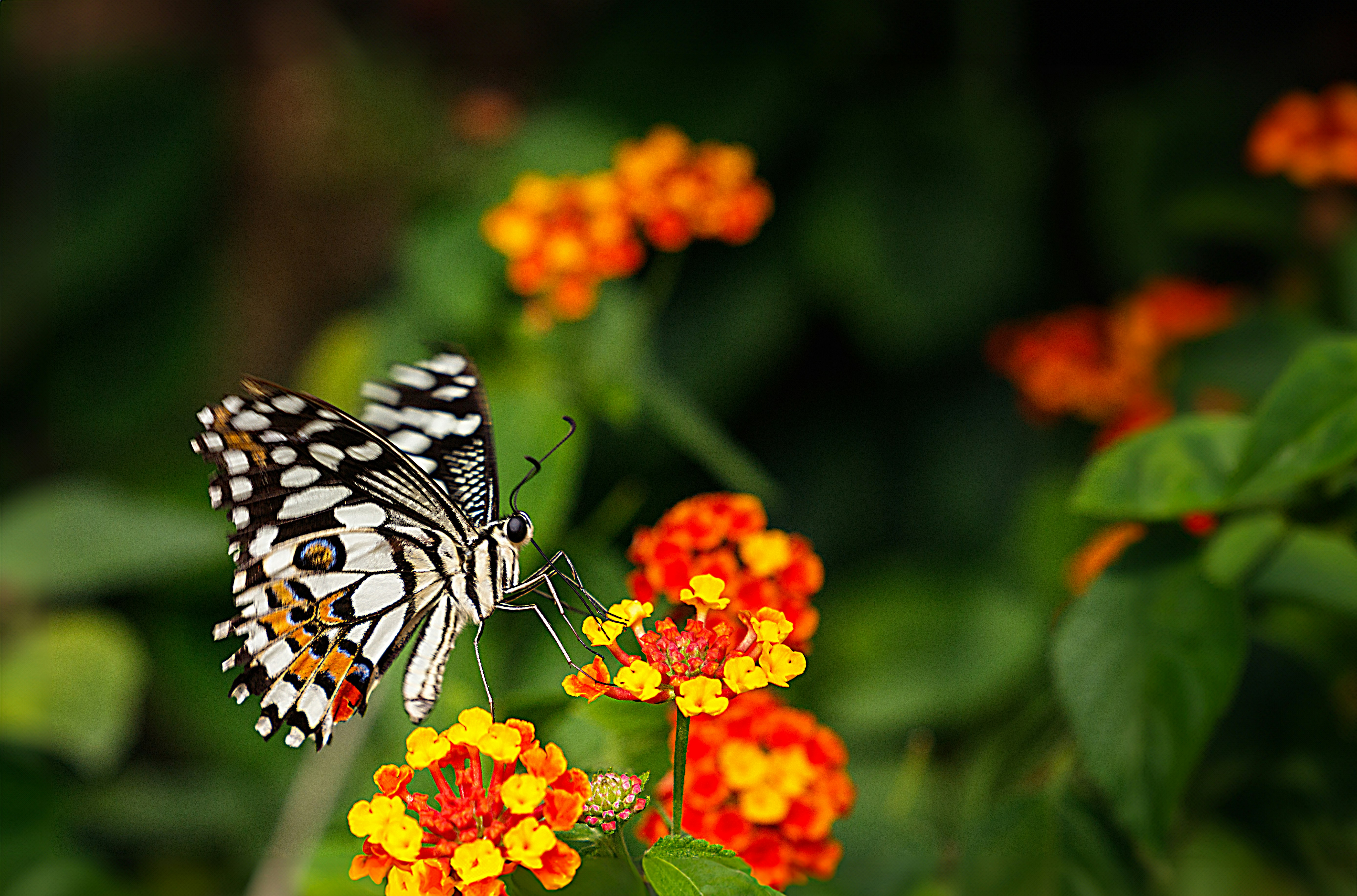 Photo by arizonanthony