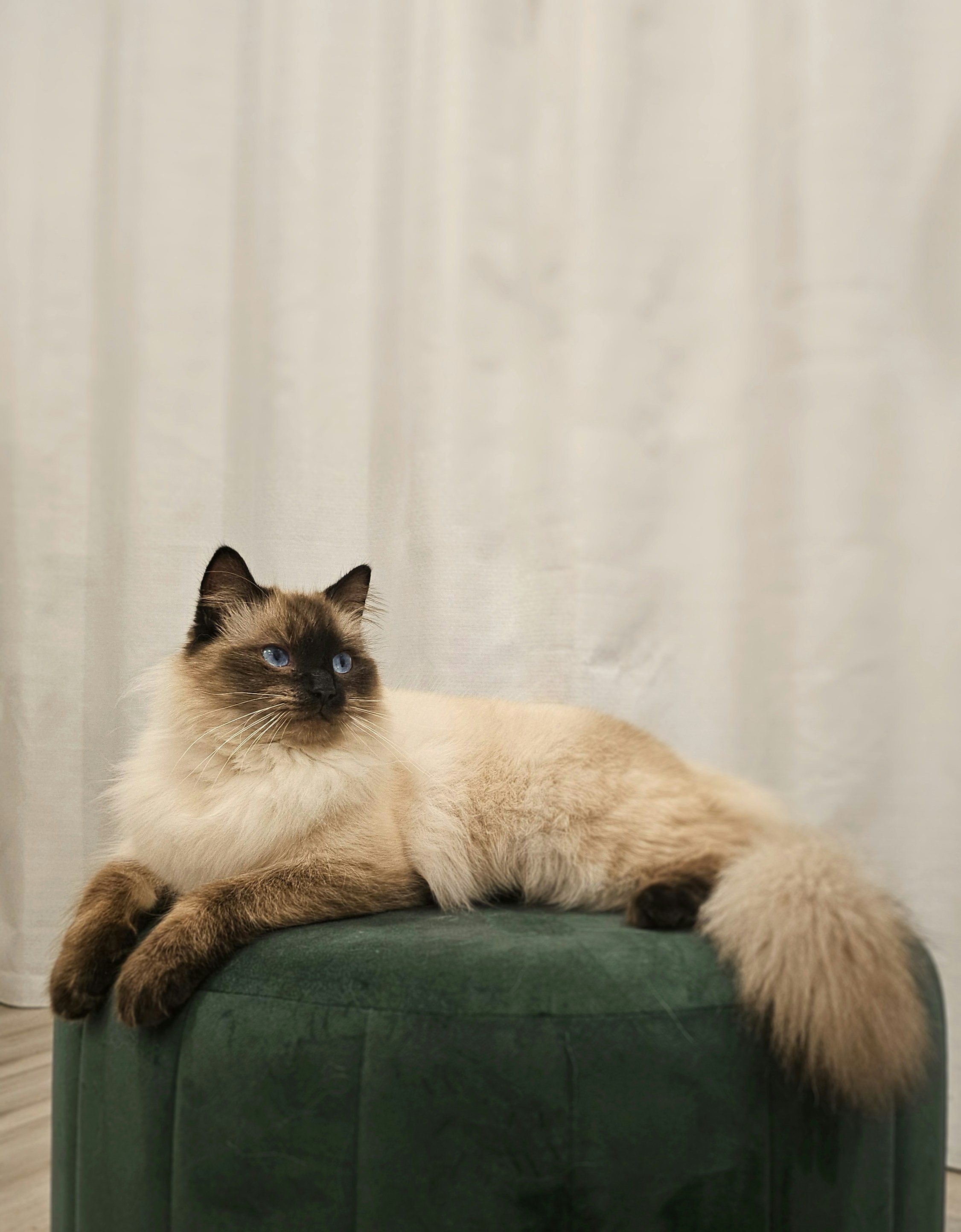 Ragdoll: The Gentle Relaxer (image credits: unsplash)