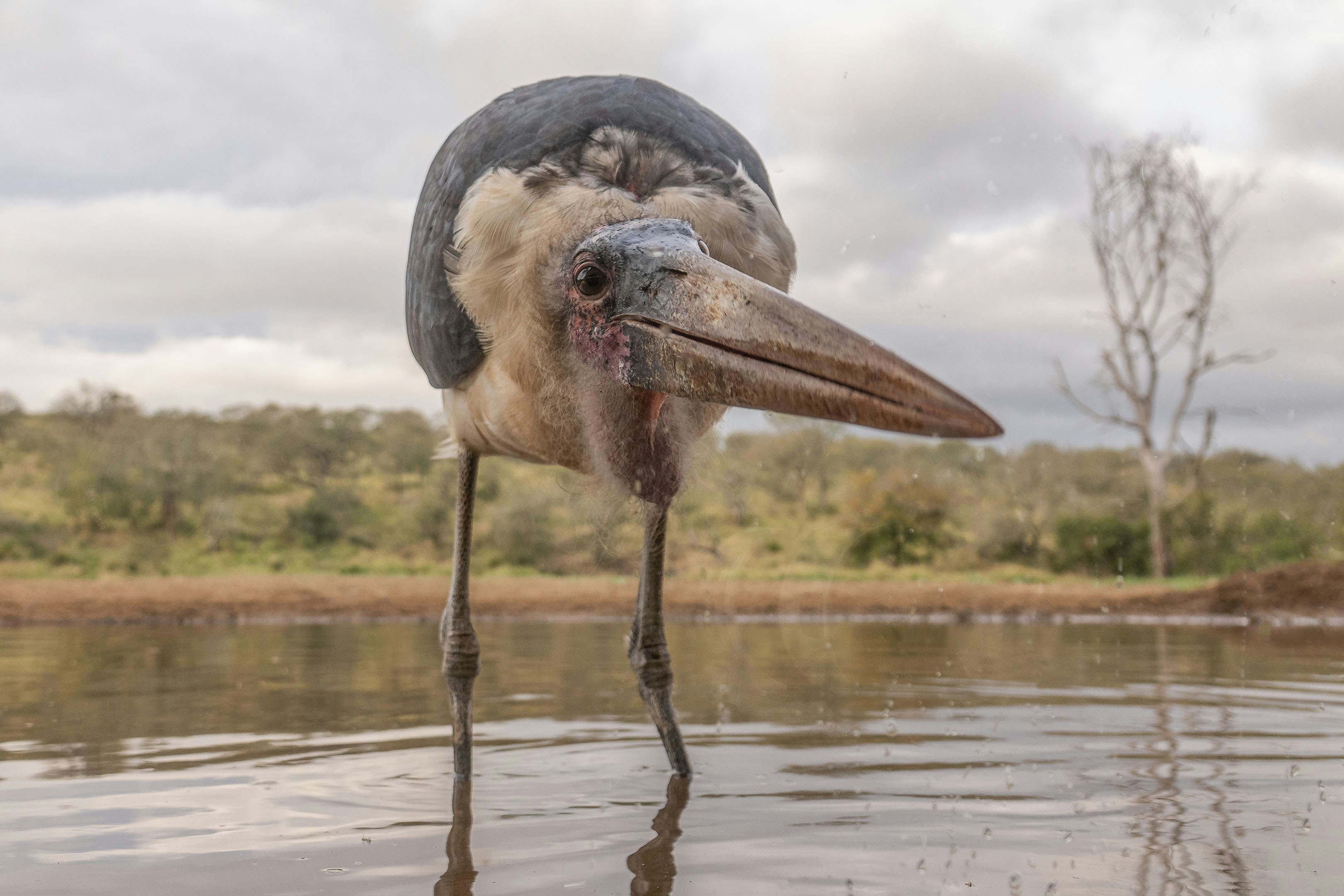 Hire Local Guide Shoebill Stork Tracking Complete Guide 2026