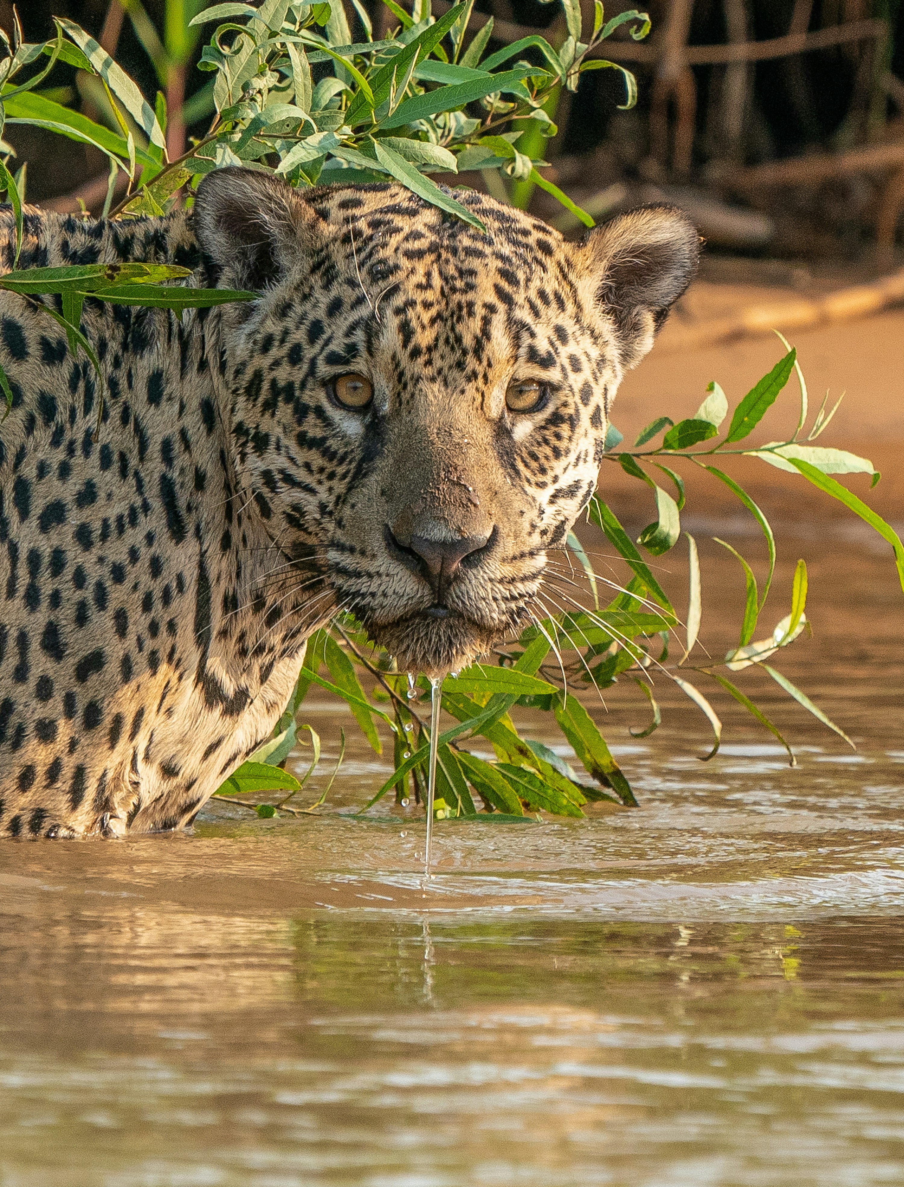 5. The Jaguar Who Loved Water Fights (image credits: unsplash)