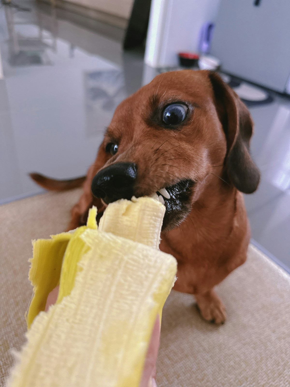 Dachshund de pelagem vermelha abocanhando um pedaço de banana descascada