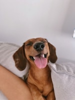A woman laying on a bed with a dog