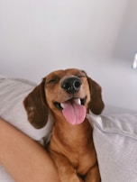 A woman laying on a bed with a dog