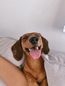 A woman laying on a bed with a dog