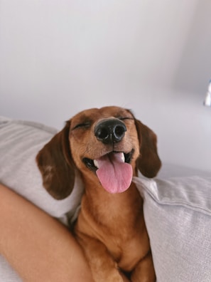 A woman laying on a bed with a dog