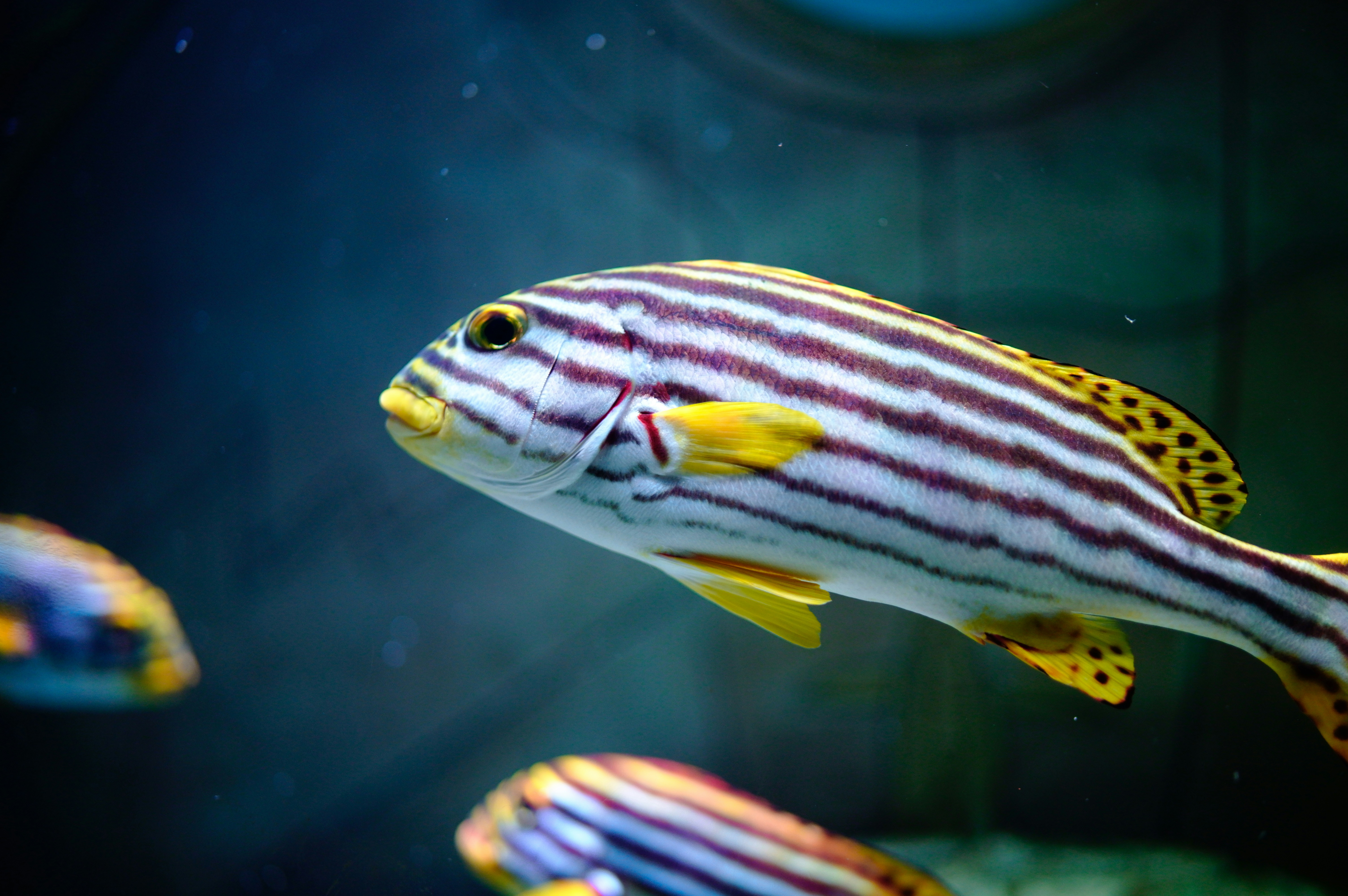 Sekelompok ikan berenang di akuarium