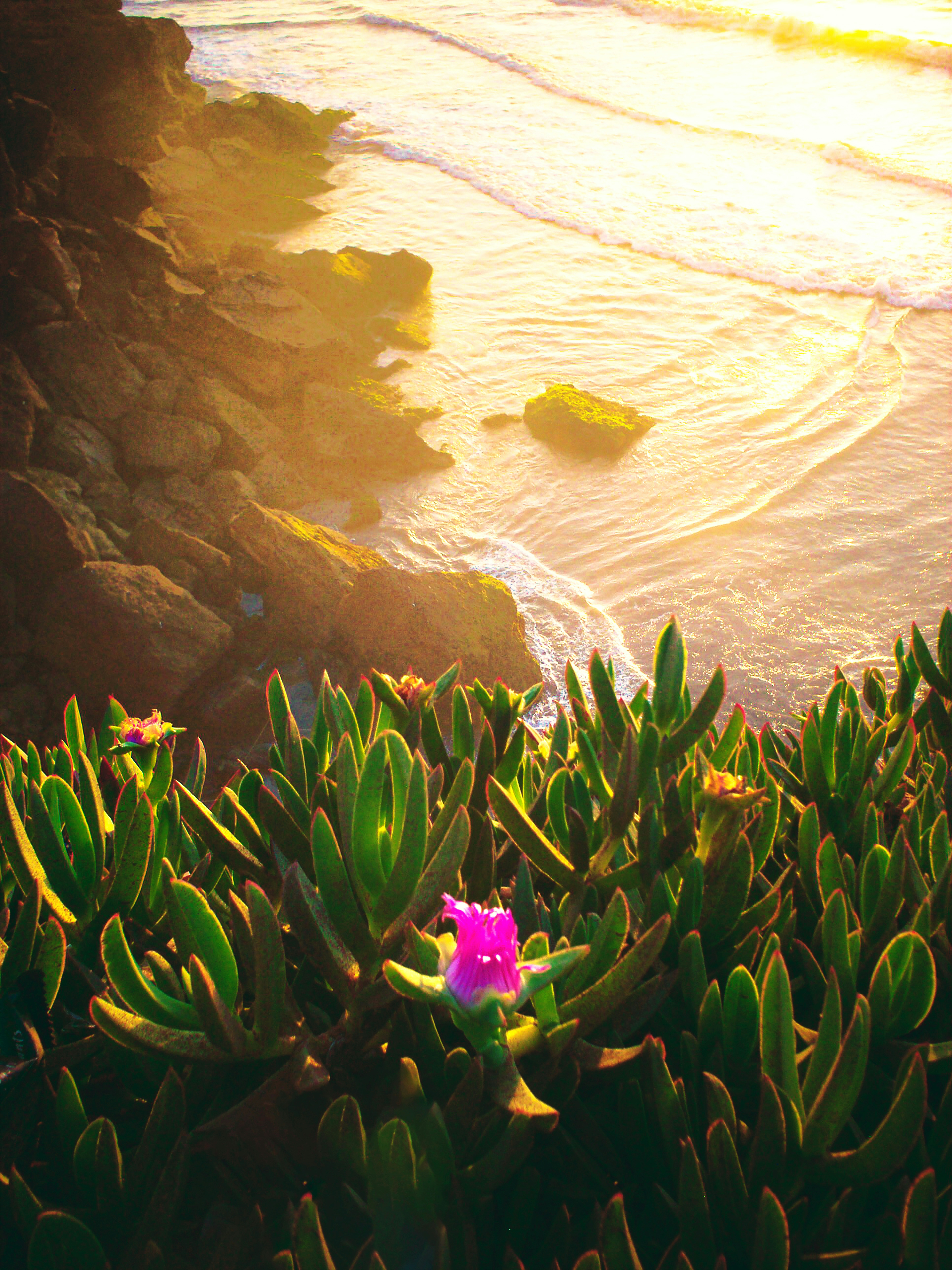 A pink flower sitting on top of a lush green hillside