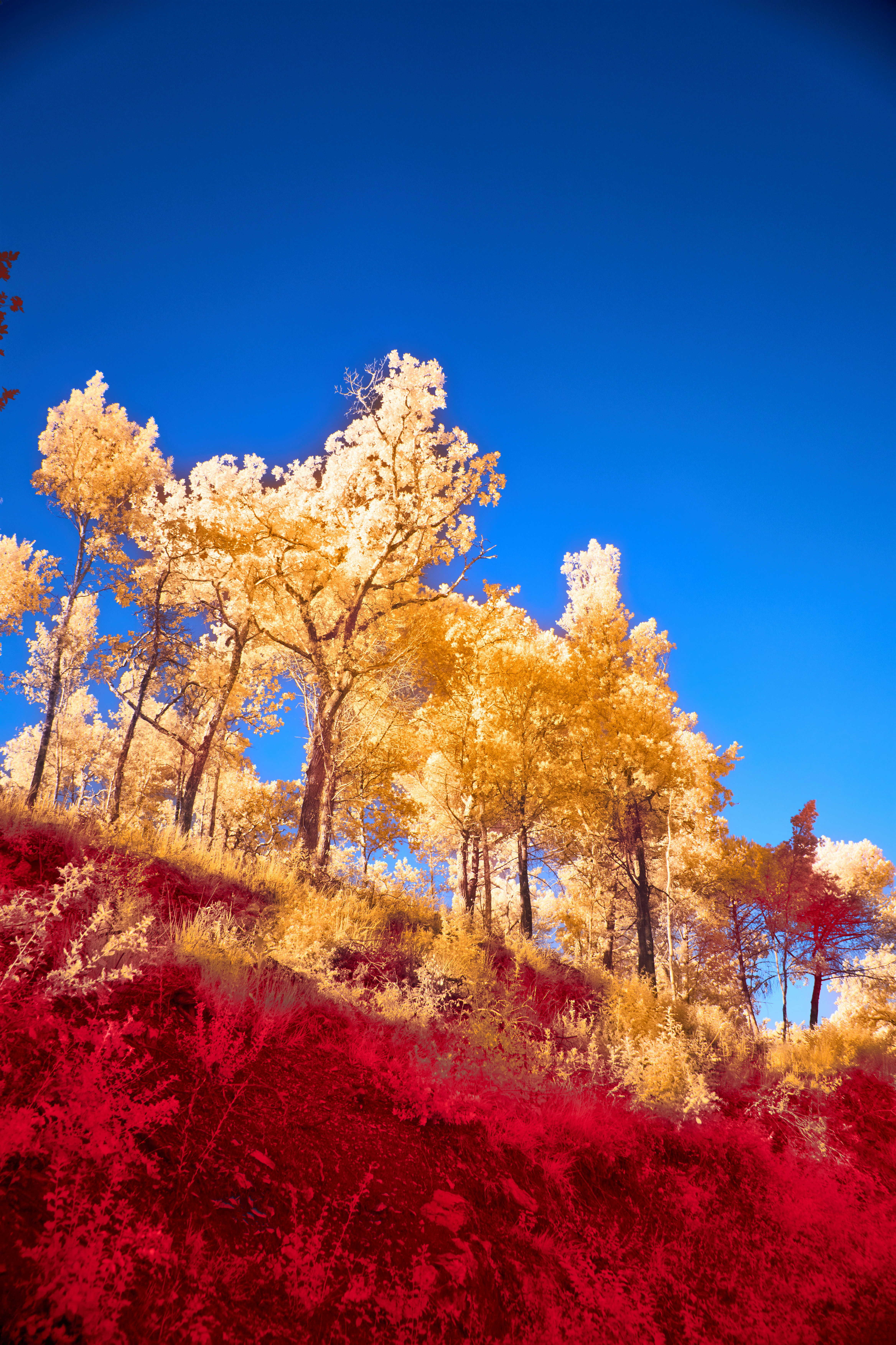 Photo by wolfgang_hasselmann