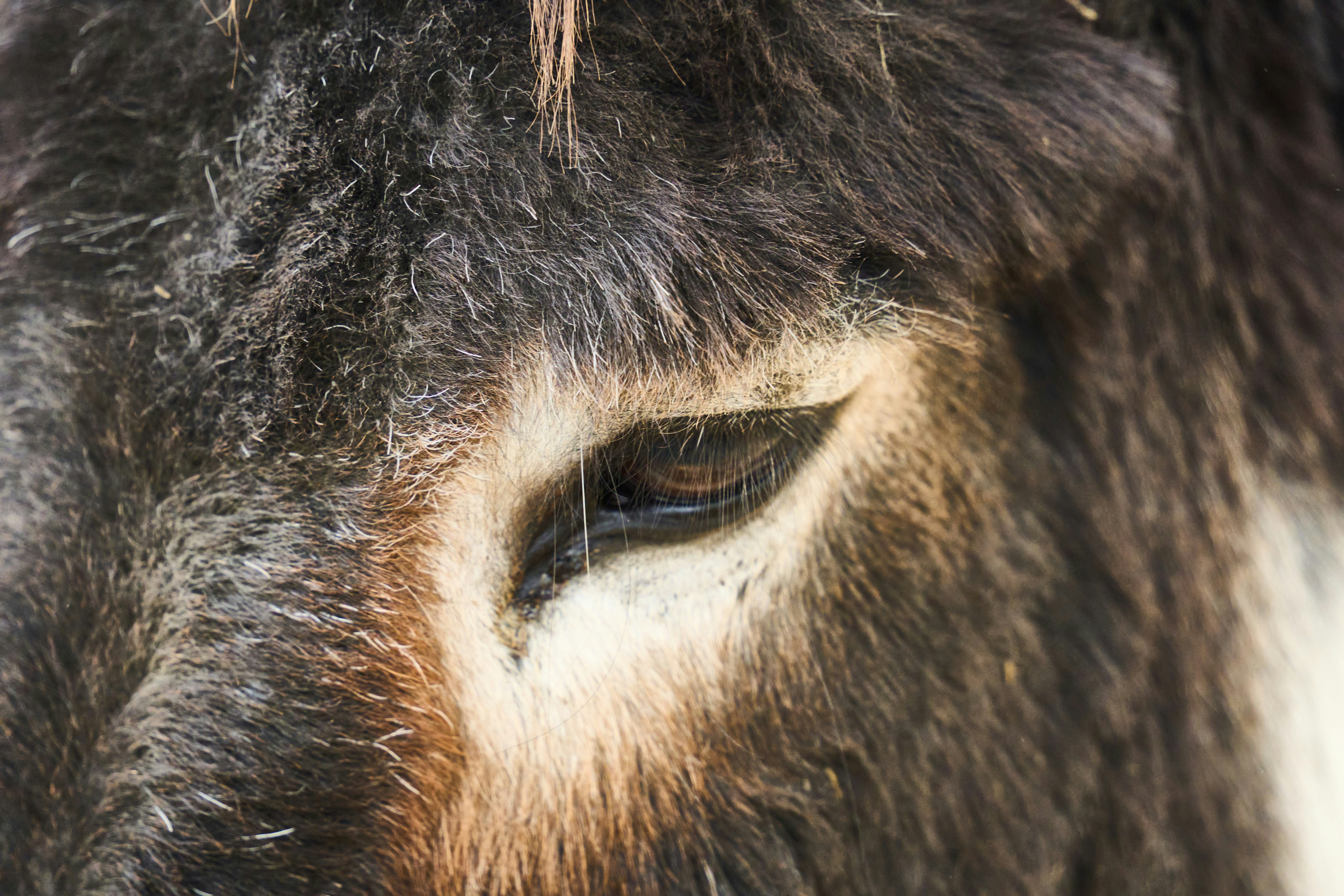 Photo by wolfgang_hasselmann