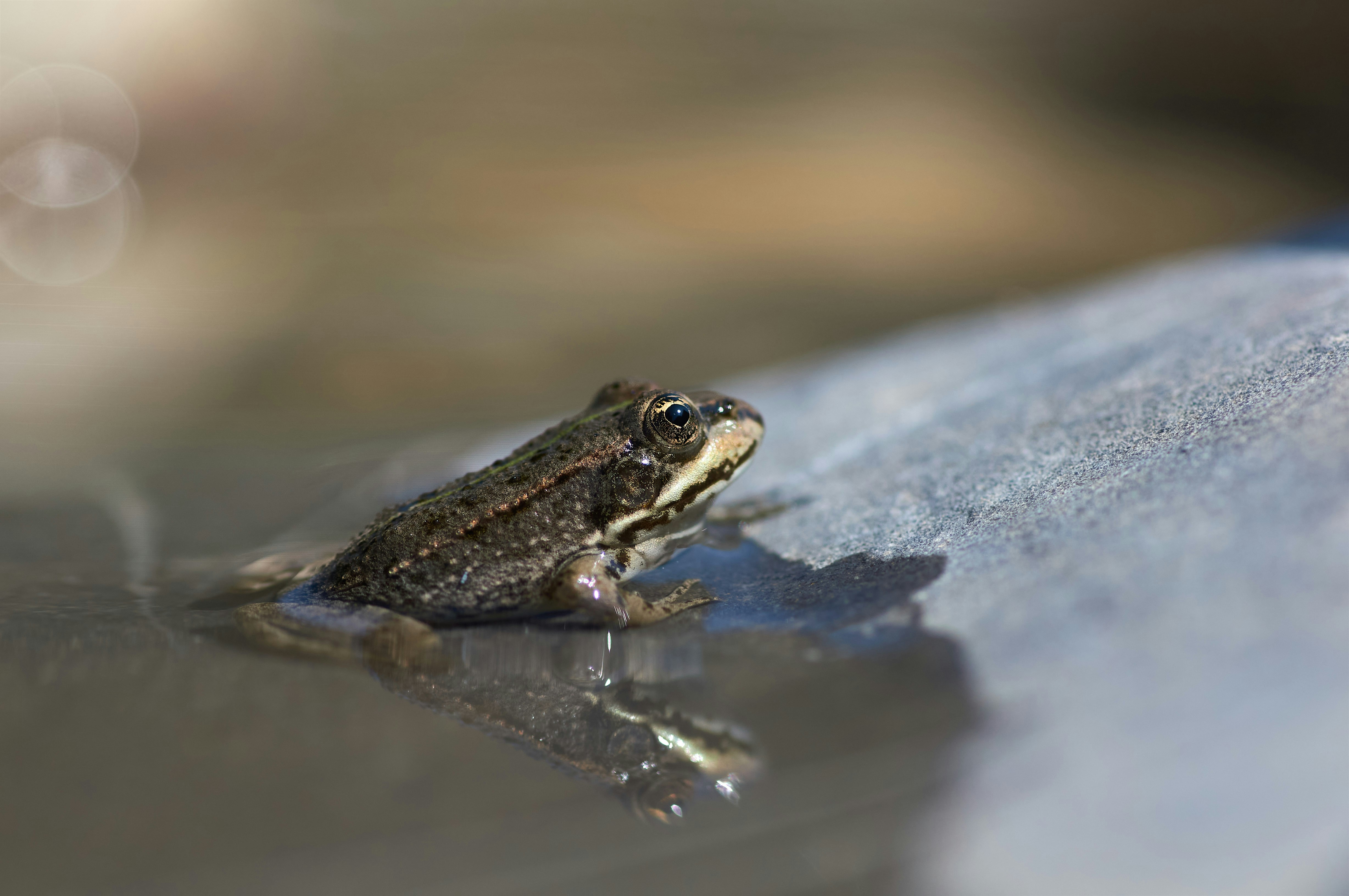 Photo by wolfgang_hasselmann