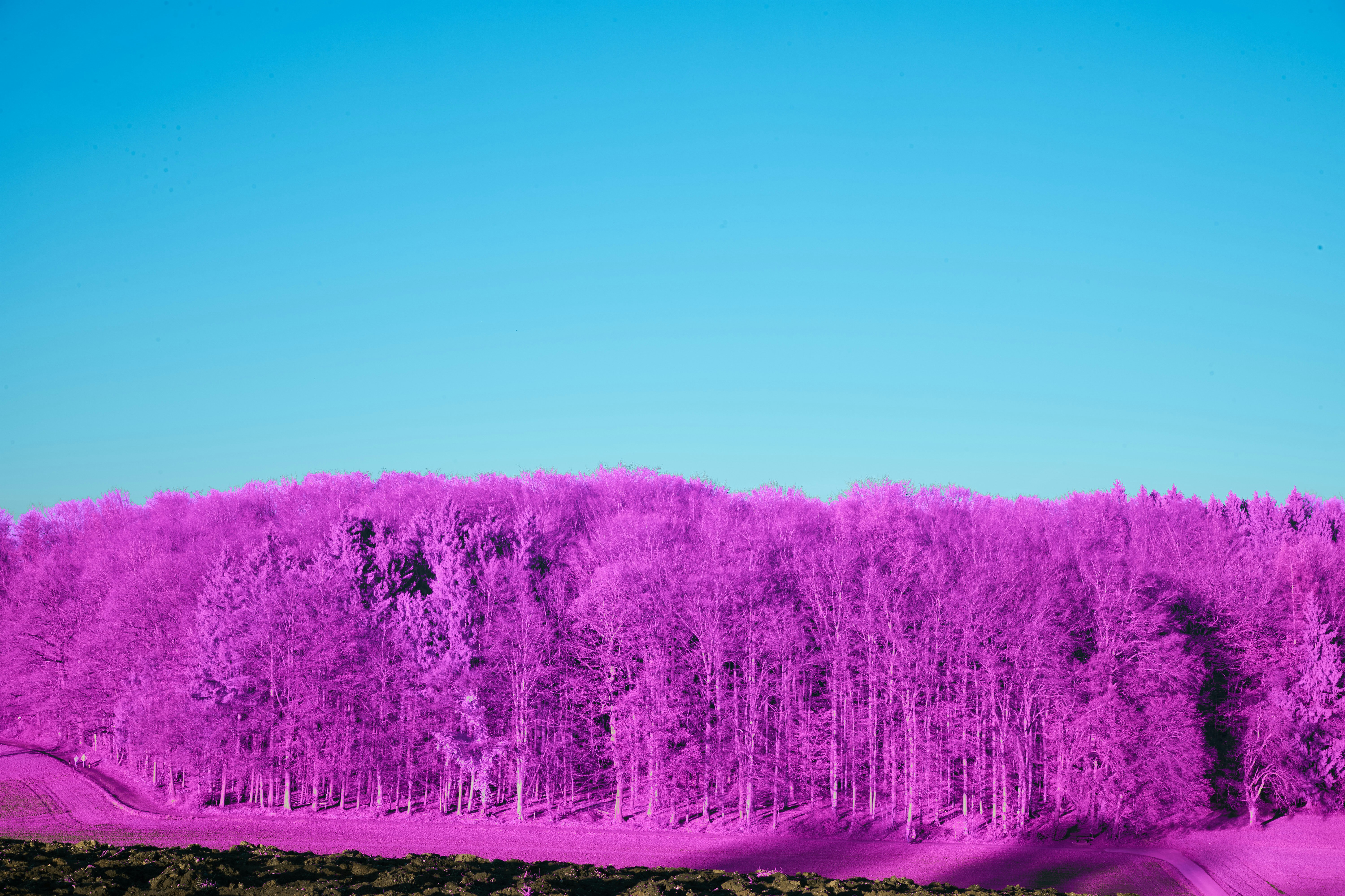 Photo by wolfgang_hasselmann