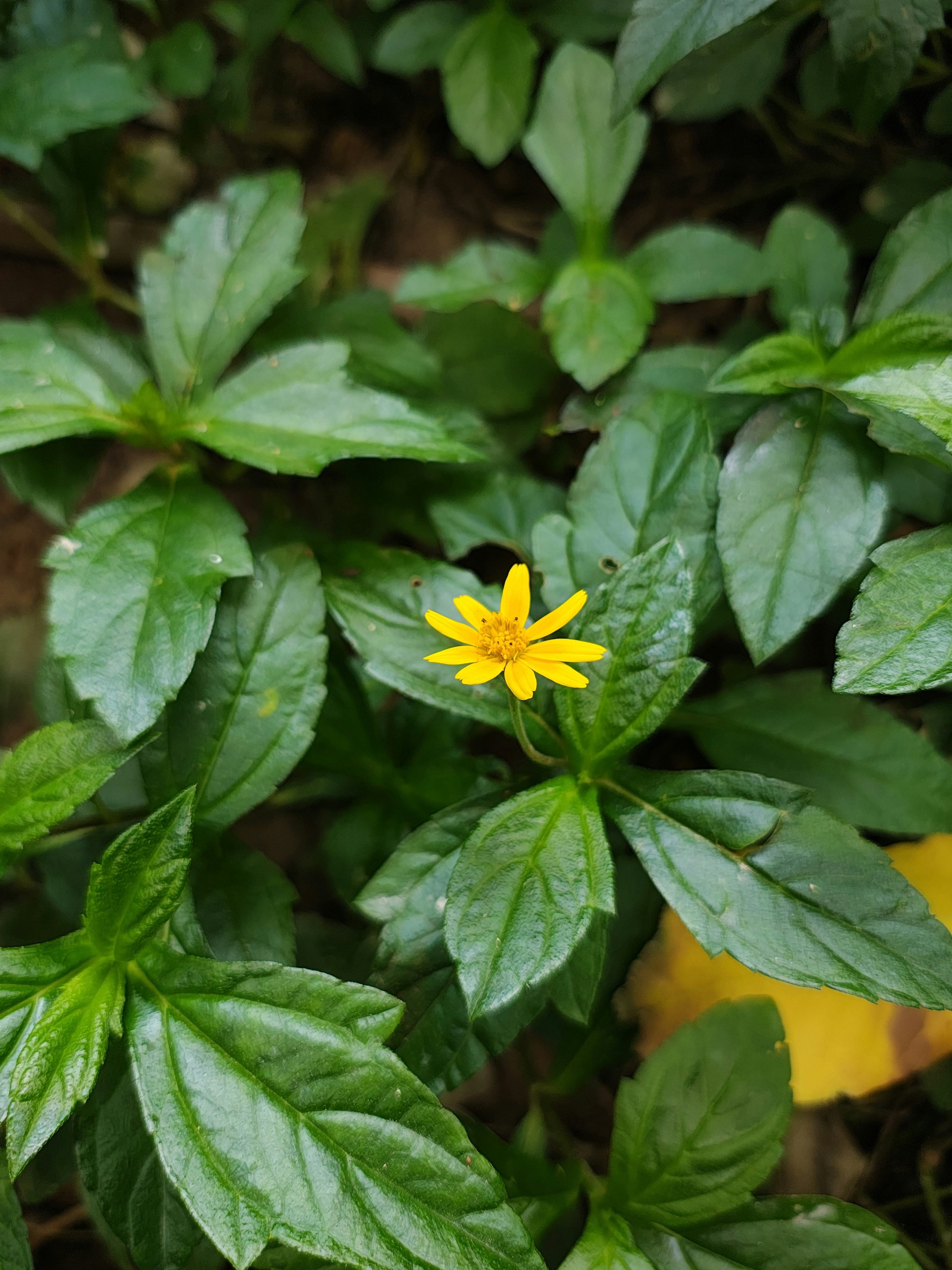 Photo by heeraharini