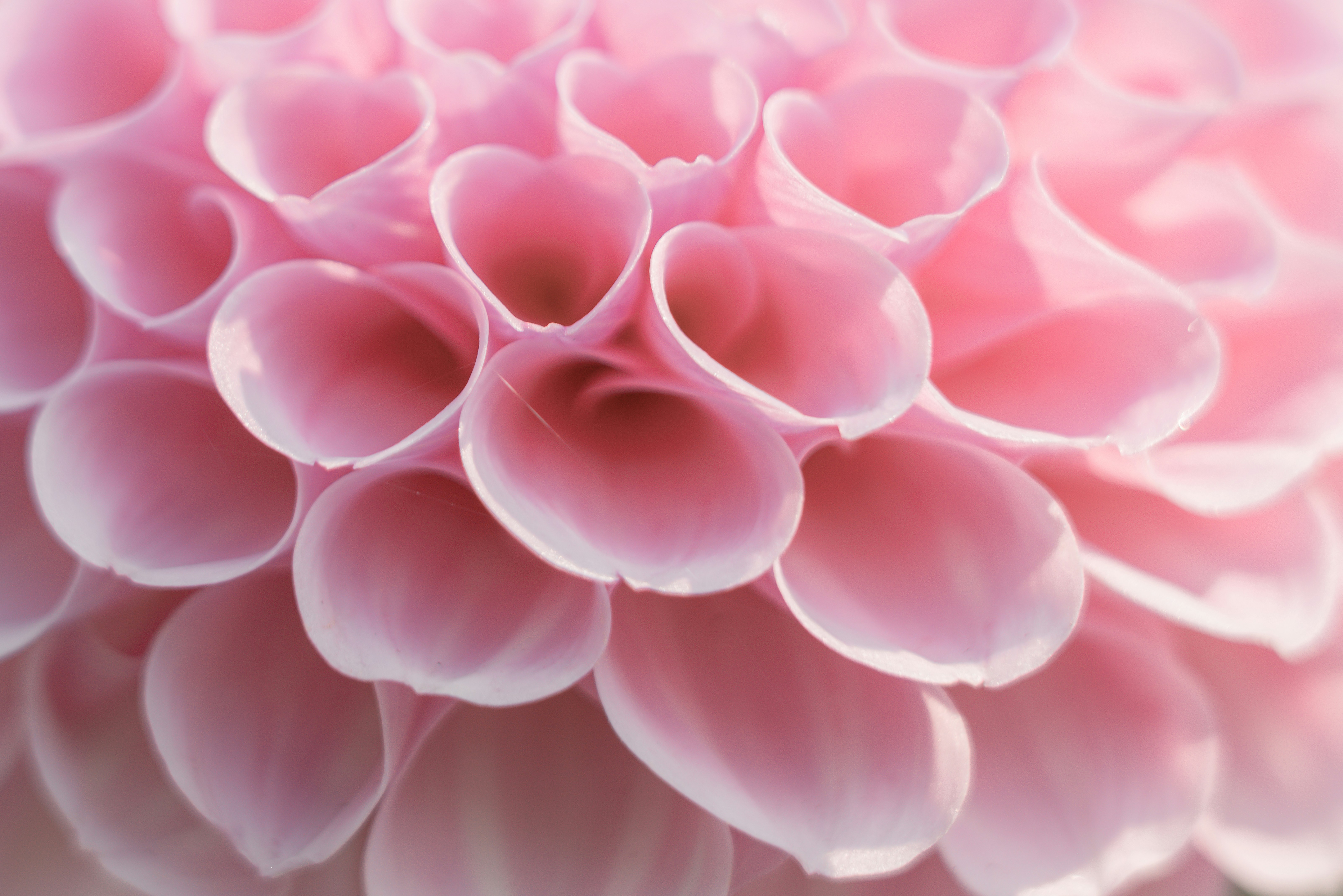 Pink flower close-up