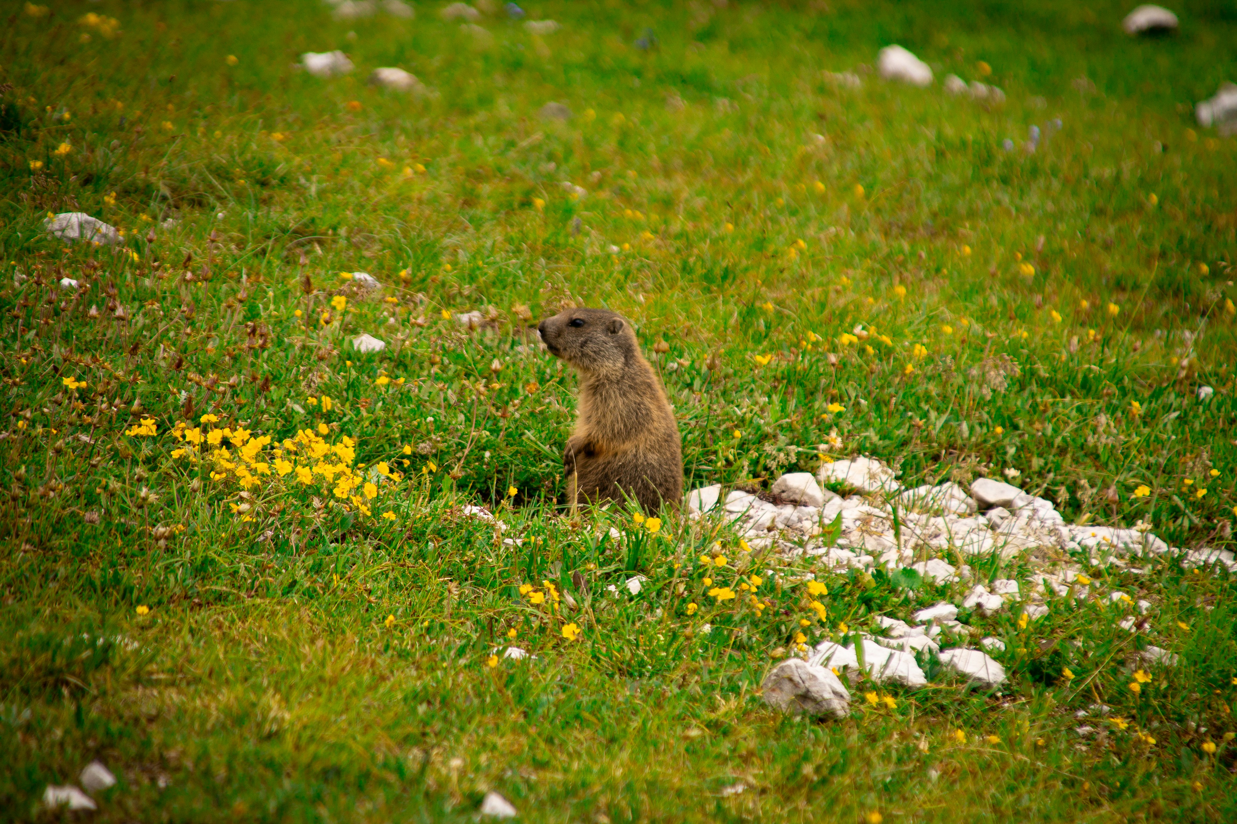 A groundhog sitting in a field of grass and flowers