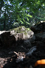 A person riding a bike on a trail in the woods