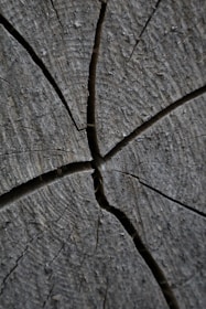 Cross-section of a tree trunk showing growth rings, symbolising local and responsive tree surgery in