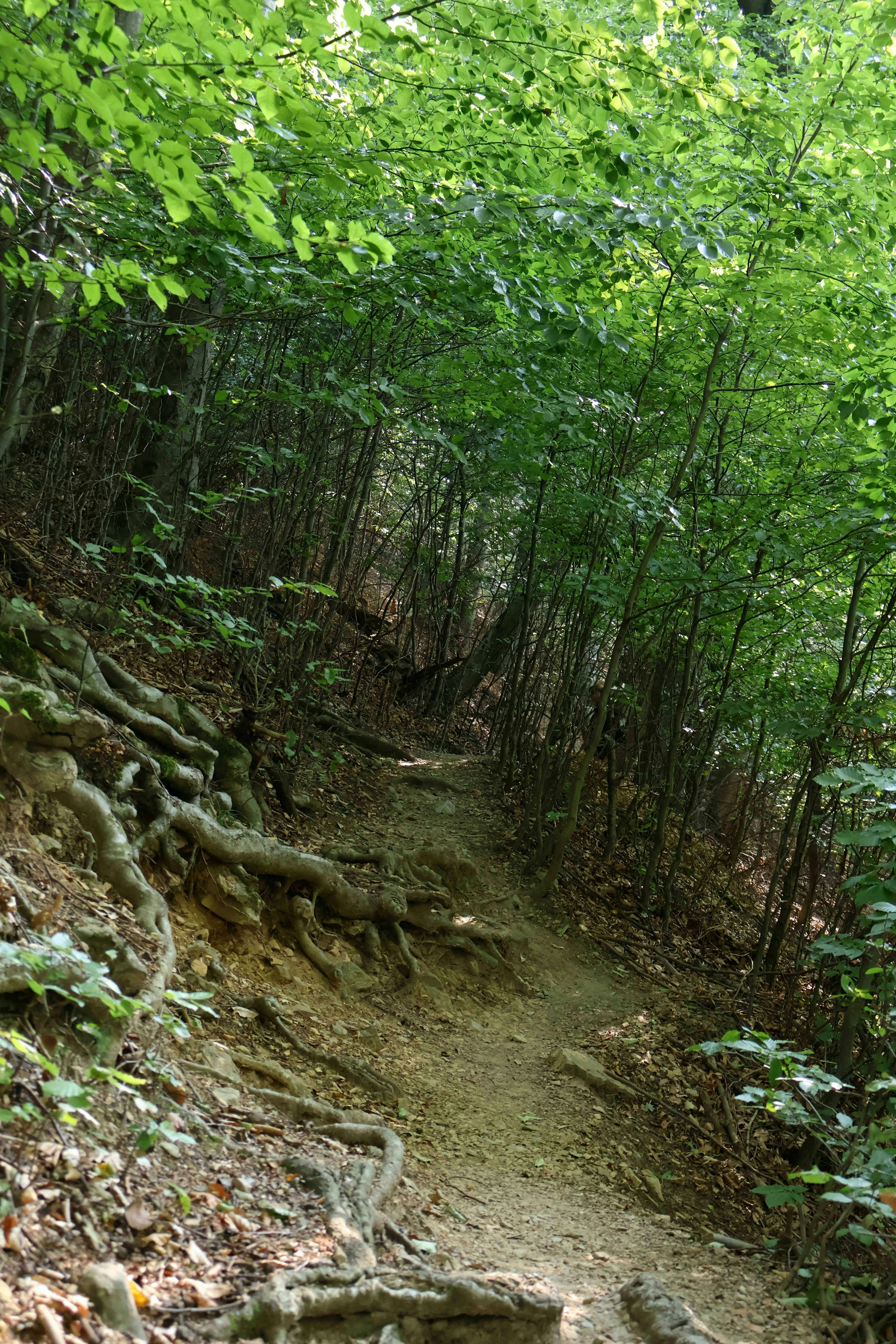 Photo by martin_lednar