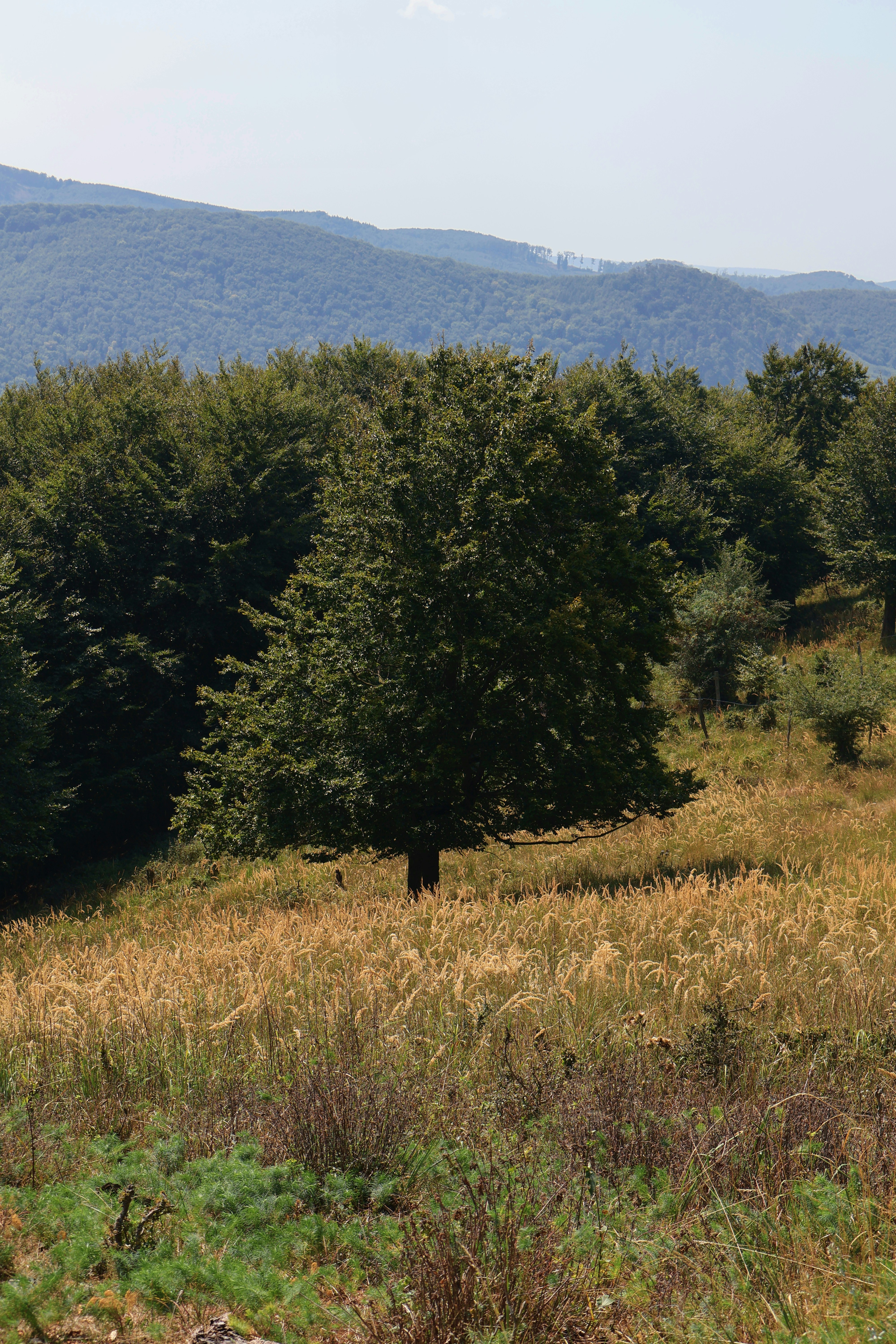 photo-1725558079866-84bf964bf459?ixid=M3wxMjA3fDB8MXxzZWFyY2h8N3x8dnlzb2slQzMlQTElMjBwJUM1JTk5ZXNub3N0JTIwY25jJTIwYnJ1c2t5fGVufDB8fHx8MTczNjIwNzIyNXww\u0026ixlib=rb-4.0.3